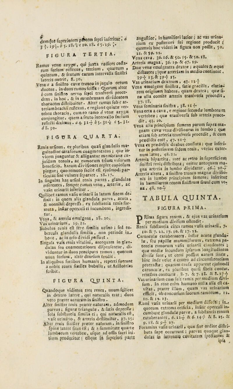 demiaé fupttiorem f«P‘' • * 3 i, ip-, b •)• i8»'2 c io. i8* 65.1^. ,• figura tertia. Ramus vense azyg*, qui Ju^a radices cofla- rum furfum reflexus , tcrcium , qua«um j quintum, & fextutn carum intervalla finiilri laceris nutfit, 8.50, Vena a a finiftro cavae truoco in jugulo ortum ducens , in duos ramos fciffa : Quoruni alter bcnm finiftro nervo Tepti tranfverli procc- dens , in hoc , & in membranatn dividentem thoracem diftribuitur. Alter^ ramus fub c ar- teriambrachi! reflexus » e regione quintae ver¬ tebra thoracis, cutneo ramo d azygae conjungitur, quem a fexto intervallo furi uni refle^li diximu? .i?4. 3i'-r^5*3^’7 ^5*3^* d8. 30. figura QJJ a r t a à Renlsurfinus, ex pluribus quali glandulls ma* giiicudine cfiraforum coagmencacus ; qua? in- vicem juBguntur & alligantur membranx cu- jufdam tenuis » ac ramorum triura vaforum beneficio, harum divifiones replec copiofum pingue; quo remoto facile eli ejufmodipaf ticulas fine vulncre feparare , 18.17. In fingulas has urfini renis partes , glandulas referentes, femper ramus venae, acterix, ac vafis urinarii inferitur . Qiiilibet ramus vafis urinarii in latum finem dc- fijiit: in quem alia gianduia parva, acuta , Se nonnihil deprefla , ex fubftantia renis for¬ mata , inftar operculi ei incumbens, ingredi- tur. Vena, & arteria emulgens , 28, 20; Vas'urinarium , 29.21, Bubulus renis eft fere fimilis urfino ; fed tu- bercula glandulis fimilia , non perinde in_» bove , ac in urfo dividi polTunt . Singula vafa renis vitulini, antequam in glan¬ dulas feu coamentationes dirpenfentur, di- viduntur in duos praecipuos ramos : quorum unus furfum , alter deorfurh teadic . In aliquibus fgetibus humanis , reperti fuerunt anobis renes fimiles bubulis, utAriftotelis fcribit. figura QJJ I n t a . Qaandoque vidimus tres renes, unumfqilicet in dextro lacere , qui naturalis crac; duos vero praeter uaturam in finiftro . Alter finifter renis praeter naturam, admodum parvus ; figurx triangulx » Se fatis depreffx ; fola fubftantia fimilis ei ; qui naturalis eft, vafe urina'rio, 5.: arteria deftituitur, 37*-5* Alter renis finifter prxter naturam, in finiftro fpinx lacere fitus eft j & a fiimmitate quartx lumborum vertebra;, ufque ad oflis facci ini- tiuni producitut ; eftque in fupcriorì pait5 ànguftlori inhumlHorì lacior ; àevas urina- rium ex pofteriori fui regione producit ; quamvis hoc videri in figura non poffic, 50. 21. & 5?. 22* Vena cava, 36. lé,& $0. !$• & 50* 18. Arteria magna , 36. 19. & 47* *9* Dure venx emulgentes dexcrx ; xquales & xque diftautes ; (qux arteriam in medio continenc, 39-r 15* Vas urinarium dextrum , 43. ^ Vena emulgens finiftra, fatis gracilis » elatio» rem origintm habens, quam dextra ; qux fi¬ ne ulla comite arteria tranfverfa procedic, 37. i8. Vena feminaria finiftra , 38. 21 f- Vena orca a cava , e regione fecuadx lumboru nn vertebrx ; qux tranfverfa fub arteria proce¬ dic , 43. 20, Vena alia principium fumens parum fupra ma¬ gnani cavse veax divifioneui in lumbo ; qux etiam fub arteria tranfverfa procedic, & cum prxdi(^a coit, 47, 21-7 Vena ex prxdifìis duabus conflata ; qux inferi- tur in potteriorem fedem renis , verfus ?xtcr- numlacus, 48,22. Arteria bipartita, ante ac retro in fuperficiem finiftri renis diftribilca ; ori-tur antequam ma¬ gna arteria in Inmbo diyidacur. 46-1. 20-^ Arteria altera , a finiftro trunco magnx divifio- nis in lumbo principium fumens; inferituf in humiliorera renem finiftrum fimul cum ve¬ na , 48. 20-^ TABULA QUINTA. FIGURA prima- PRima figura renem, Se ejus vas urinariurn per medium divifum oftendit. Renis fubftantia circa ramos vafis urinarii, 7* IO* & 7. 22. 17. IO. & 17. 21, Caruneulx extuberances . inftar acutx glandii- Ix , feu papillx mammlllarum , extrema pa- tentia ramorum vafis urinarii claudentes qux medix fecundum ipfaruin longitudinem divifx fune ) ut cerni poffint «arum linex , hìnc inde vcluc a centro ad cìrcumferenciain protradx ; quarum caufa apparent ejufmodi carunculx, ex pluribus quafi fibris concur, rentibus contextx , 8.7. &7-iS. &8, 27-^ Vas urinarium cum fifis ramis per medium djvi- fum , In rene enim fiumano nulla alia eft ea- vitas , prxter illam , quam vas urinarium efficit, ob concurfum fuorum ramorum, I2« IO. 8: 12. 23. ^ ^ . Rami vafis urinarii per medium diflef^i ; in_» quorum extrema orifìcia , inlìar operculi in- cumbunt glandulx parvx, a fubftantia renum extuberantes , 6.12.^ & i4t' ^ *5* ^ 9.18. & 9-r 27. Foramina vafis urinarii > qux fine ordine diftri- buta fxpe occurrunt ; parvas quoque glan¬