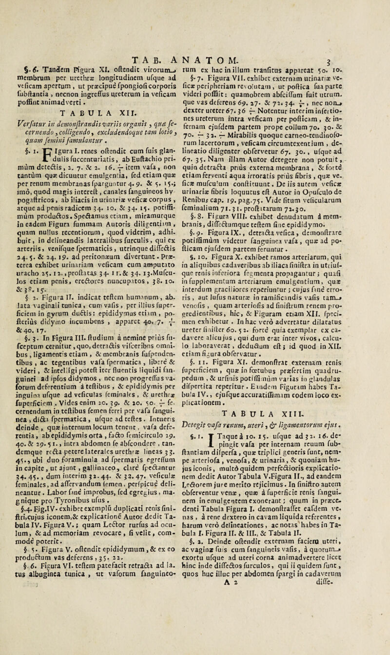 §. 6’ Tandem Figura XI. oftendic virorunto membrum per urethrx longitudinem ufque ad veficam apertum, ut precipue fpongioficorporis i'ubftantia , necnon ingreffus nreterum in veficam poffint animadverti. TABULA XII. Verfatur in demonflrandis ’varlis organlt, qu<^ fe- cernendo y coUìg^ndo y e'xdudendoqu? tarn lotto ) quam femini famulantur. §. 1. Tj' Igura I. renes oftendic cum fuis glan- 17 diilis fuccenturìatis, abluftachio pri- mùm detedis, a. 7. & 2. 16. -j- item vafa, non tantum qu^dicuutur emulgentia» fedetiamquaj per renum membranas fparguntur 4. 9. Se 5, 15.; imo, quod magis intereft , canales fanguineos hy pogattricQS, ab iliacis in urinarfas veficx corpus , acque ad penis radicem 54. 10. & 34. 15. potiflì' mùm produftos. Speftamus eciam, miramurque in eadem Figura fummam Autoris diligencitm , quam nullus recentiorum, quodviderim, adhi. buie, in delineandis laceralibus furculis, qui ex arteriis, venifque fpermaticis, utrinque difledis 24. $. & 24.19. ad peritonajum divercunt. Prsc- cerea exhibec urinariam veficam cum amputato «racho 25.12.,proftatajs 34. i r.& 34. i3.Murcu- los etiam penis, eredores nuncupatos, 38. io. &38. is. § 2. Figura II. indicar teftem humanum, ab. lata vaginali tunica, cum vafis , per illius fuper. ficiem in gyrum du6lis; epididymus edam , pò- fterlùs didymo incumbens , apparec 40. 7. ^ & 40.17. §.3. In Figura III. ftudium à nemine priùs fu- feeptum cernilur, quo, detradis vilceribns omni¬ bus , ligamentis etiam , & membranis fufpenden- tibus , ac tegentibus vafa fpermatica , libere' & vidcri, Se inteliigi poteft iter fluentls liquidi fan- guinei ad ipfos didymos , nec non progreftus va- ìorum deferentium àteftibus, & epididymis per inguina ufque ad veficulas feminales , & urethr» fuperfìciem . Videsenim 20. 39. & 20. so- f- fe. cernendum in teftibus femen ferri per vafa fangui- nea » di'da fpermatica , ufque ad teftes. Intuens deinde, qute internum locum tenenc , vafa defe- renda, abepididymis orta , fado fcmicirculo 29. 40. & 29. $ I. > intra abdomen fe abfcondere , can- demque rrda peterelateralcs urethf$ lineas g^. 4$., ubi duo foraminula ad fpermatis egreftum in capite , ut ajunt, gallinaceo j clué fpedantur 34. 45., dum interim 32.44. &33. 47. veficulaì feminales,adaffervandum (emen, perfpicuè deli- neantur. Labor fané improbus, fed egregiirs, ma- gnique prò Tyronibus ufus . §.4. Fjg.tV- exhibec cxemplu duplicati renis fini- ftrùcujus iconem,& explicationé Autor dedic Ta¬ bula IV. Figura V. j quam Ledor rurfus ad ocu- lum, &admemoriam revocare, fi velie, com- modé poteric. § 5. Figura V. oftendic epididymum , & ex eo produdum vas deferens , 35. 22, § 6. Figura Vi. teftem patefacic retrada ad la. tus albuginea tunica , -ut vaforum fanguineo- rum ex hacinillum tranfitus appareat 50. io- §-7. Figura VII. exhibec externam urinariaì ve- fic3E peripheriam revoUitam, ut poftlea fua parte videri poffiit: quamobrem abfcifTum fuit utrum. que vas deferens 69. 27* & 72. 34. -p , nec non_, dexcer urecer 67.36 f- Notentur interiminfertio- nes ureterum intra veficam per poftleam, & in- fernam ejufdem partem propc coJlum 70. 30. Se 70. *r 5 3. f- Mirabilis quoque carneo-tendioofo- rum lacercorum , veficam circumtexencium , de- lineatio diligenter obfervetur 67. 30., ufque ad 67. 3 5.Nam illam Autor detegere non potuit, - quin detrada priùs externa membrana , Se forcé etiam ferventi aqua irroratis priùs fibris , quaj ve. fic« mufculum confticuunt. De iis autem veficsc urinari* fibris loquutus eft Autor in Opufculo de Kenibuj cap. 19. pag.75. Vide fitum veficularum feminalium 71.31. proftitarum 72.30. §.8. Figura Vili, exhibet denudatum à mem¬ branis, diftedumque teftem fine epididymo. §.9. Figura IX., decrada vefica, demonftrare potiffimùm videcur fanguinea vafa , qu* ad po- fticam ejufdem partem feruntur . §. IO. Figura X. exhibet ramos arteriarum, qui in aliquibus cadaveribus ab iliaca finiftra in utriuf- que renis inferiora fsgmenta propagantur j qiufi in fupplementum arteriarum emulgentium, qu* interdum graciliores reperiunfur ; cujus fmé erro- ris , auc lufus natura: in ramificandis vafis tain_» venofis , quam arteriofis ad finiftriim renem pro- gredienfibus, hic,&Fìguram etiam XII. fpeci- men exhibetur . Inhac vero advertatur dilacatus ureter finitter 60. 5 2. forte quia exemplar ex ca¬ davere alicu jus , qui dum crat inter vivos , calcu- lo laboraverat, dedudum eft ; id quod in XII. etiam figura obfervatur. §. II. Figura Xl. demonftrat externam renis fuperficiem , qu* in foetubus pra?fertim quadru- pediim , & urfinis potilfiinùm varlas in glandiilas difpertica reperitur . Eindem Figuram habes Ta¬ bula IV., ejufque accuratilBmam eodem loco ex- plicationem. tabula XIII, Detegh 'vafa rgnurriy uteri, ligamentorum ejus. §. r. T Taqueà io. 15. ufque ad 32. 16. de- X pingit vafa per internam reuum fub- ftanciam difperfa, qu* triplici generis fune, nem- pe arteriofa , venofa, & urinaria, Se quoniamhu- jusiconis, multò quidem perfedioris expllcatio- nem dedit Autor Tabula V.Figura II., adeandem Ledorem jure merito rejicimus. In finiftro autem obfervcntur ven* , qu® à fuperficie renis fangui- nem in emulgentem cxonerant ; quum in prece¬ denti Tabula Figura I. demonftrafl^et eafdem ve. nas . à rene dextero in cavam liquida referentes , harum vero delineationes, ac notas habes in Ta¬ bula I. Figura II. & III., & Tabula IL §. 2. Deinde oftendic externam facienj uteri, acvaginxfius cum fanguineis vafis, àquoruiio-» cxortu ufque ad uteri corna animadvertere ficee bine inde difledos furculos, qui ii quidem fune , quos huc illue per abdomen fpargi in cadavemm A 2 difle-