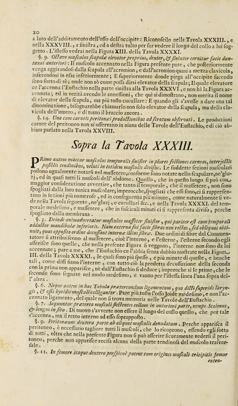 > iO a lato deiradditamento deirofTo deiroccipite: Riconofcilo nella Tavola XXXIII., e nella XXXVIII. y a finiflra, ed a delira tolto per far vedere il longo del collo a lui (og¬ getto . L’idelTo vedrai nella Figura XIII. della Tavola XXXXI. §. p. Odiavo mujculus Jcapults elcDUtorpvopTÌuSy dcxteVy Jìnìxtey cevaìtuT fdcie dun-^ taxat anteriori : Il niulcolo accennato nella Figura prefente pare, che pofteriormentc venga aggirandoli dalla Icapula all’acromion 5 e dall’acromion quasi a mezza clavicola ) inferendosi in efsa inferiormente ; E fuperiormente donde piega all’occipite facendo feno lotto di sè ; onde non so come polla dirsi elevator della Icapula, Il quale elevatore ce 1 accenna 1 Euftachio nella parte sinillra alla Tavola XXXVI., e non hà la Figura ac¬ cennata 5 ed in verità avendo le anneflioni, che qui si dimoftrano y non merita il nome di elevator della Icapula y ma più torto cuculiare : E quando gli s’averte a dare una tal dinominazione, bilògnarebbe chiamarlo non Iblo elevator della Icapula y ma della cla¬ vicola dell’umero j e di tutto il braccio ancora . §. 14* cum carnei^periton<cìprodudìionihm adfcrotum ohJerDatì. Le produzioni carnee del peritoneo non si olfervano in niuna delle Tavole dell’Eurtachio, edi ciò ab- biam parlato nella Tavola XXVIII. Sopra la Tavola XXXIII. PRinìomtem note tur mufculm temporalii finijìer inplurcs fedìiones carneasy interjeBh puji II tendìnihus^ neluti in totidem mufculh dhifm. Le fuddette fezioni mulcolari pollone ugualmente notarli nel malTeterejConforme Ibno notate nello fcapulare^ne’glu- Zj 5 e in qua 1 tutti li mulcolidell abdome. Quello, che in quello luogo lìpuòcoa^ maggior conliderazione avvertire, che tanto il temporale, che il mafìfetere, non fono pog iati dalla loro tunica mulcolare; imperocchejfpogliati che elfi fonojci li rapprefen- tano in azioni piu numerofe , ed in confeguenza più minute, come naturalmente li ve- de neUa Tavola feguente, ne’gluzj, e cucLiIlari &c.,e nella Tavola XXXXI. del tem¬ pora e me efimo , e malfetere , che in fafciculi minuti ci li rapprefenta divifo, perche Àj' a anlmaduertatur mufculm majfeter fìnìjìer, qui par iter e fi cum temporali adduBor mandihul<c ìnfcriorh. Nam externa fui facie fihrai non reBas yfed obliquai ohti- nmty quai oppofto ordine decufant internee illim fihr^. Due ordini di fibre dal Commen- attribuì feono al malfetere, cioè l’interne, el’erterne, l’erterne fecondo egU artenfee fono quelle, che nella prefente Figura fi veggono, l’interne non fono da lui ^ ^ Eurtachio ce l’abbia lenza dubbio mortrate nella Figur-i-» • e a Tavola XXXXI., le quali Ibno più Ipefle , e più minute di quelle, e benché ta 1, come dirti fiano 1 interne , con tutto ciò la predetta decurtazione della leconda con a^primanon apparilce , nè dall’Eurtachio fi deduce ; imperoche sì le prime,che le FaU^a^ nel modo medefimo, e vanno per l’irtelfa linea l’una Ibpra del- . ^ T^^bulapratereundum lìgamentum, quo diBi fuperidi laryn- gii y cT oj/n hyoìdii mufeulì colligantur. Pare più torto l’olfo Ioide medefimo, c non l’ac¬ cennato ligamento,deIqualenon fi trova memoria nelle Tavole dell’Eurtachio . V* 7* equuntur pr<s ter e a mufculi feBentei collum in anteriori parte y nempe Scalefìus y ongui inftu^. Di nuovo s avverte non ellere il longo del collo quello, che per tale s accenna, ma il retto interno ad elfo Ibprapporto. §.9. Veriton£um dextera parte ah aliquot mufculh defiudatum , Perche apparilca il peritoneo, e necelfario tagliare tutti li mufcoli, che lo ricoprono, elfendo egli fotto 1 tutti, oltra che nella prelente Figura non fi può alTerire ficuramente vederli il peri- ^neo, perche non apparifee recifa alcuna della parte tendinola del mufcolo trafver- §•11. In femore itaque dextero perfpicuè patent ium origina mufculi trìcipìtìi Jemur exten-