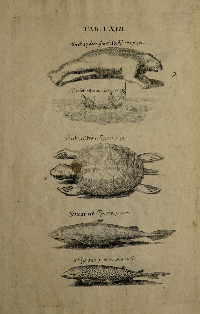 i TAB LXTll q\S> \t xi i • p* 6 *° zT^lCf- 580. p. 6o5. Jlousu’ttc * i