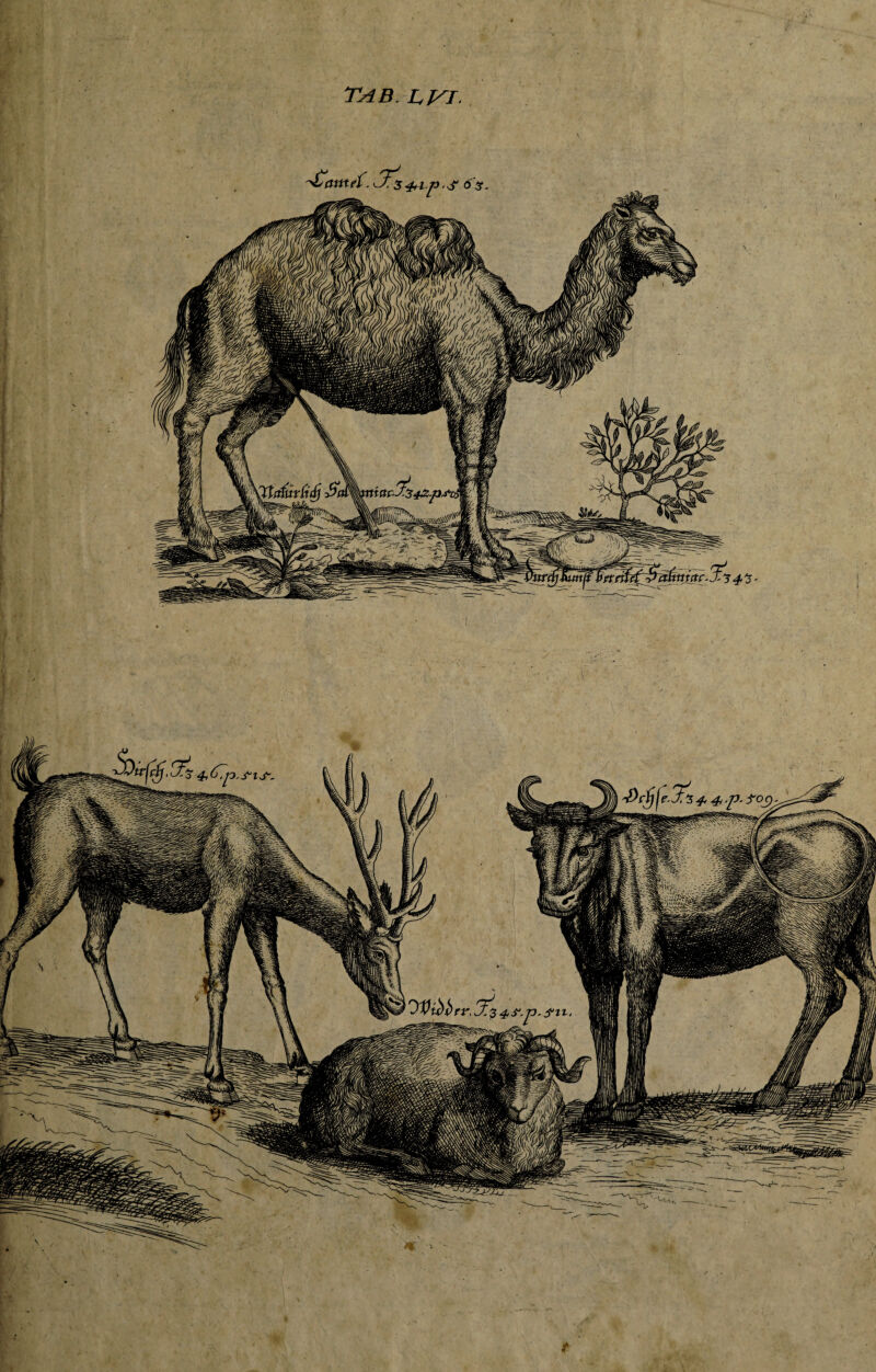 Tab ljat 3^5 4tip. 6'i