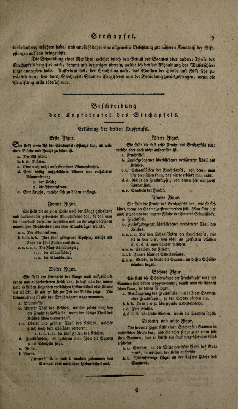 ^ t e c^) a p f e U ^ tnöbefonbere/ erfahren tirtb empfal^f halber eme a%emetne Öef^^rüng $üt na^ec^rt ^^nntnig öet ©tft# |)jJan5en auf tia0 bttngcntfh. ^le S&t^oftbfung ci'neö ÜD^enfe^ert, wetc^ec butd) beit ©euu^ bec ©aaiflert ober anberer ^^ei'fe be$ ©(cc^apfefs Vergiftet imrb, Fommt mit berjenigett uberetiv miö^t tcl^ bei) betTibbäubfung be^ ^äfferfd^iera fingS angegeben l^öbe. ’^ujferbem foH', ber ©rfabrung nat^^ baö 5lBafd)ett bet ^onbe unb giiffe fe^r tragfitb ben burd) ©fecbopfe(#0aamett ^33ergtfteteit auö bet 35etdubung ^ueüdiubnngen / wenn bie $ßergiftung nid;t töbdic^ war. 58efc^reibunä ^upfettafel be^ 0 ^rndtiittö bet btittert ^pfertaf^* €tjle Sigur. ei. f?eirt einen 9lfl ber etecb«pfils^flanje bar^ an wet diem SSlötbe nnt> ^mebt ju (eben a. ;Der 21)1 felb)l. b. b. b. 25ldtter. c. (Jine noch nicht oufgcBrodhcne SSlumenlnofpe. d. tSine nbUig anfgebliibtte Ibtume mit entfaltetet Sölumenfrone.; 1. öerÄcI^; 2, bie 25ltimenFrtme. e. @ine ^rucht^ welche fich hilben anf^ni^t, K 3wei)fe Stgur. eie flcttt bre ön einer ©eite nach Sdngc gefpattene unb au^cinanber gebreitete ^luntenFrone bar, fo ba^ inan bie innerhalb berfelben liegenben unb an ihr angewadhfenett männlichen ®efd)Iechtöthei(e ober etaubtrdger erblicft. a. a. X)ie 951umcnfrone. ' b. b.b.b.b. 3hre fünf gebogenen epi^en^ welche am d'nbe ber f&nf galten entjleheni. C.C.C.C. c. XJiegfmf etaubtrdger; 1.1, bie etaubfabenj 2.2. bie etaubbeutel* Stifte Stgüt* eie fleHt ben feitwartö ber Sdnge nach aufgefchnits tenen unb au^gebreiteten Äcld) bar, fo ba| man ben inner* halb beffelben liegenben weiblichen ©eburtötheil ober ©tem* pel erblicFt, fo wie er ftch Jur ber 25lftthe ^eigti 2)ie ®IumenFrone i|! mit ben ©taubträgern weggenommen» a. 25lumenfbel. b. Unterer Xheil bes Welches, weldjer julel^t noch ber grucht ^uriicfbleibt> wenn ber vibrcge Xheil be^ Welches fchott oerborret ifl. c. c» Oberer unb grb^ter S^heil beö iÄeld)eö> Weldhtr gleich nach bem 2lbbl&hen oerborrt; 1.1.1. i. I. bie f&nf galten be§ Äelcheöi d. grud)t!rtöten, an welchem man fchott bie ©pütert feiner ©tatheirt fteht» e. ©riffcl. £. Olarbe» Tlumetf. d. c» unb f* machen ^nfammen bert ©rempet ober weiblichen ©eburtotheil and«' fÖtette Stgut» ©ic |!ellt bie fajl reife grucht bed ©techapfetd bOir^' wel^e aber noch nicht aufgeriflfen ift a. ^Uihtfliet b. ^uriicfgebogener fiberbliebener Perhartefer !thtil bc0 ilelched« C. C. ©dhaaljFftcFen ber griichtfopfel > obn behen inon hier brep feheh fann, bad oierte erhlicft man nid^ti d.d. S^lathe ber gruchdapfei> Port benen hitr nur ^wep fichtbar.ftnb. •.e. ©tachein ber ^rudht* guttfte ©je flellt bie grudit bed ©tediapfeld bar, wie jte bfhet, wenn ber©aame äerjlrcut werben foll. Wlan fteht hier nud) etwad oon ber inneren glache ber hinteren ©chaalftude» a. grüditjlieii, , i). ^miicfgebogener/^berblicbeher oerharteter S^hdl bed Äeid)edi t.c.c. fc. 25ic Pier ©chaalflficFen ber gmchtfapfel, wie fie in ben Pier, oon oben an gebfiteten Olathert d. d. d. d. aükinanber weichen. , le.'fe. fei ©tatiheln ber grud)t. f.f. f» 3n'nere häutige ©(heibewanbei jg.g.g. SHeihen, in benen bie ©äamen an biefen ©chelbü« Wänben liegen» ^ecfcdfe Slguti ©ie ffellt bie ©cheibewänbe ber grlichtfapfel betr| bid ©aamen ftnb bäoon weggenommen baniit htan bie ditnnetl fehen tann/in benen fte lagehi a. ?8erlSngerung bed grüd)t(!icld innerhalb ber ©aamens ober grüd)tFäpfel> jü ben ©cheibewähben hm» b. b.t). £5rep hirt jü uberfehenbe ©cheibewänbe» fc.c. 3hre SBulfle» d.d»d.d. Sangliche äÜnnen, Worin bie ©aamen Ictgeit* ©teheHte linb achte ^ie ftebente gigur fleilf einen ©techopfel * ©aamen iii natürlicher ©rbpe bar, unb bie ad^te gigiir jeigt einen fotä Chen ©aamen > wie et burCh bin jiart Pergrbpernbed ©lal erfcheinf» ^ ä. äi ©erabet > tn ber ^Ötitte oertiefter 0lahb bed Baiß ntettd^ in weichem ber Äefm audbrid}f. b.bi SBettenfbrmige Ijügel an ber «upern glache bei ©aamend«