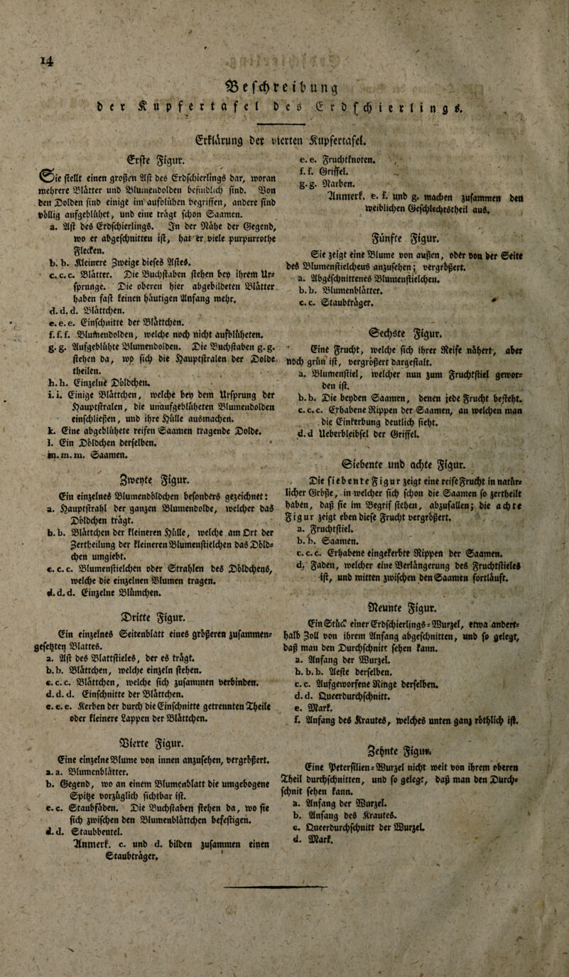 u ^ efc^re j b ung t t X ^ u p f e t t a f c I b e ß (I’ r b ( d) i e l i n s €rfU\runö bet ßictten ^upfcttafeL @ie fttUt einen gfo^en 9I|T beö eri)fdf)ierlln9ö bar, »orart me^ircre 35Iatter unb 35lumenbolbcn bcftublid) finb. Q3Dn ben X^olben finb einige im'öufMuben begriffen^ anbere finb bbttig aufgcbliibet ^ ünb eine trage fdbon ©aamen. a. 2(|l beö ©rbfdbierlingS. Sn ber Oiabe ber ©egenb, »0 er abgcfdbnitteu i(l^ bat-er. biele fur^urrctbc ^ledfen» b. b. kleinere biefeB 5lfie?. c. c. c. SSlatter. S)ie 58ud[;(^aben fleb.en beß ihrem Uu fprunge. 25ie oberen bi^r abgebilbeten Blatter bt^ben fajt feinen blutigen lUnfang mebr. d. d, d. 25lattd)en. e. e. e. €*infd)nitte ber 95Iattd)en. f. f.f. .S3lumenbolben, melcbe nod) ttid)t aufbliibeten, g. g. Siufgeblubte 25lümenbo(ben. X>k 53ud;ifaben g. g. jleben ba, wp ficb bie $}aüpt|fralett ber £5olbc. tbeilen. h. li. (Jinjelne S)ülbd;eiu i. i. Einige 95lattd)en, meld;e bep bem Urfprung ber 5‘)aupt|fralen, bie unaufgeblubeten S5Iumenbolben efnfd()lie0ett, unb ihre S?fd(e auömadjen» k. ^ine abgebliibete reifen ©aamen tragenbe X)olbe, l. ©in X^Mbd^en berfelben. ‘ in.m. m. ©aamett* gmebte Si^ut. ©in einjelned ^lumenbblbdjen befonberö gejeiebnet i a. 5?aupt|irabl ber ganzen Slmnenboibe^ meld;er bad 2)b(bd;en tragt. b. b. 23lattd;en ber Heineren 5)ulle, tt>eld)e amDrtber ^ertbeilung ber Heineren ^lumenflieldjen baöXbIbs dben umgiebt. c. C.C. 25(umen)lieldKn ober ©trablen beS iXblbdben^, meld^e bie einjelnen Blumen tragen» fl.d.d. ©inielne ^lämd;en» ©in einjefneö ©eitenblatt eines grbf ere« jufammen? gefegten 5lMatteS. a. 2i)l beS SSlattjfieleS, ber eS tragt. b. b. S5lattd)en, meld^e einzeln fieben» C.C.C. a3lattd?en, mel^c ftd? jufammen Perbinben. d. d. d. ©infd>nitte ber ^latt^en» e. e. e. Serben ber burd) bie ©infd^nitte getrennten Xbeile ober Heinere Sappen ber 58l&ttdben. ©ine einselne^BIume non innen anjufeben, Pergrb^ert. a. a. SSIumenblatter. b. ®egenb, mo an einem SSIumcnblatt bie umgebogene ©pi^e Porjäglid) fid)tbar i|t. e.c. ©taubfüben. Die 5?udb(fabett ffeben ba, mofte fidb jwifdjen ben Sölumenblattd^en befejfigen. d.d. ©taubbeutel. Tfnmerf. c. unb d. bilben ^ufammen einen ©taubtr^ger» ' e. e. grud^tfnoten» f. f. ©riffel. g. g. Olarben. ^Inmetf. f. unb g. macben jufammen beti lpeiblid;en ©efd;lecbtStbeii auS, ^ • günffe gtgur. ©ie jeigt eine ^lume oon au^cn, ober pon ber ©eite beS S.MumenjHeId?euS anjufeben; oergrbpert. ä. SlbgefdmitteneS 58Iumen|tiHdbeH» b. b. siumenblatter» c. c. ©taubfrager. ^ I <8ed;ste gigut. ©ine 5rud;t> meld;c fid; ihrer Steife nSbert> aber nod; grurt ifl, oergrb0ert bargefialt. a. S^lumcniHel, ioeld;er nun jum ^rudbtlfiel gemor^ ben ifl. b. b. Die bepben ©aamen, benen jebe grud)t behebt. c. c.c. ©rbabene Stippen ber ©aamen, an n>eld;en man bie ©inferbüng beutlicf) fiebt. d. d Üeberbleibfel ber ©rijfel» ©iebeufe unb n^te gigur. Die fiebente gigur jeigt eine reifegrud)t innatiir« lid;er ©rbfie, in n?eld;er fteb fdjon bie ©aamen fo jertbeilt haben, ba^ fie im SSegrif ffebett, ab^ufatlenj bie adbte g i g u r jeigt eben biefe grud;t oergrbpert. a. grudUjtieU b. i>. ©aamen» c. c. c. ©rbabene eingeferbte Stippen ber ©aamen. d. gaben, meld^er eine SSerU^ngerung bcS gruchtffieleS -ijf, unb mitten jmifd)en ben ©aamen fortlSuft» iJteunte gigut. ©{tt©t&cr einer ©rbfchierljngö=25urjel, etwa anberfs halb 5oU oon ihrem Slnfang abgefd)nitten^ nnb fo gelegt, baf man ben Durdbfdbnitt fehen fann. a. Slnfang ber ®urjel. b. b.b. Sleffe berfelben, c. c. Slufgeworfene Siinge berfelben» d. d. öueerburdbfehnitt» c. üJtarf. f. Slnfang beS ÄrauteS, welches unten ganj rbthlich ijl. Sepnte gigun» ©ine *peterftliens®urjel nicht weit Pon ihrem oberen Ülbeil burchfehnitten, unb fo gelegt, bap man ben Durch* fchnit fehen fann. a. Slnfang ber Söurjel. b. iUnfang beS ÄranteS. c. Omeerburchfehnitt ber SSJur^el. d. «Otarf.