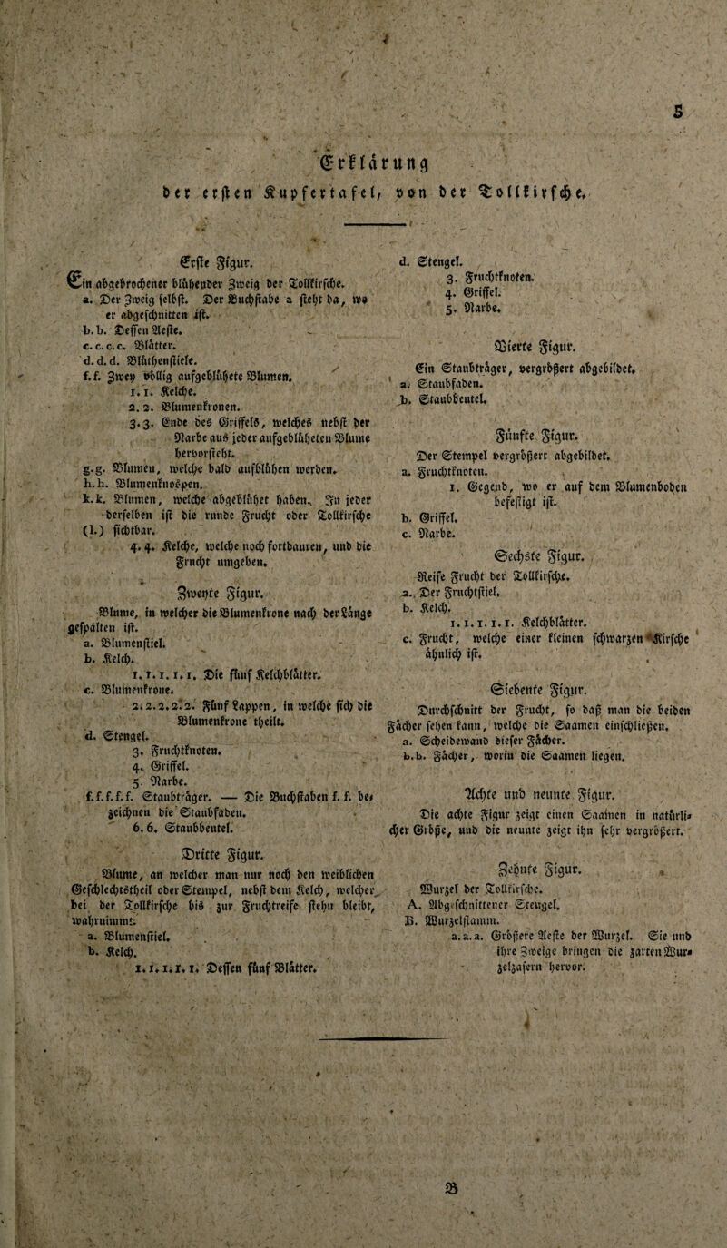 f ' ' '(Stft t>tt ejflen Tupfertafe €r(!e 0in rtBgetrod^ener bl&^icti&tr ber Slottfirfd&c» a. X)cv ^roeig fcibjt» ©er SÖnct^fiabc a fle^t b«, m er rtbgcfcbnittct» 4(1» b. b. ©effcn 2Ie(!e* ^ c. c. c.c. 33Iatter» d. d. d. 95lbtben(liele. f. f. bbötg aufgcb.Iufjete S3Im«e», ' . i/i« Äelcbe. 2. 2. a3Uinieiifronctt. 3»3» €?nbe bcö ©riffelt, wcld^eg ttebf! ber 9?arbe öuö jeber aufgebluf)ctcn SSluwe beroorftebb g. g. ?SIuttieit, welche halb öufbl&ben werben* h. h. S51umcnfno<^)>en. i. k. S>Iumcn, welche öbgebfitbct b^ben^ 3-n jeber bcrfclben i|l bte runbe 0rud;t ober Slollf'irfcbc (1.) jjcl)tbar, 4*4* Gleiche, welche noch fortböuren^ «nb bie grucbt lungebeiu iß- Sweijfe gtgur* ?8Ittttie, m welcher bte SSIumenfrone nach ber Sange gefpalten ifl* a. 25IumcnflteI. b. ^elch* 1.1» r. I* I. ©te ftmf ÄeIcbblSller* c. SSIumenfrone« 2*2.2*2l2. gltnf Sappen, tn welche fiel) bte Söluntenfrone theilt* d. ©tengel. 3* grnd;tFnoten* 4* ©riffeU 5. 9larbe* f.f.f.f.f. ©taubtrager. — ©ie SSudhüaben f. f. be^ le'idhnen bte'©taubfabetu 6*6* ©tanbbeutel. ^Dritte gi'gur. SJlitme, an welcher man nnr nod) ben wetbltdjen ©efd)led)tgthell ober ©tcinpel, nebfl bem Gleich, welcher hei ber S:Dllfirfd;e blö jur gruchtreife jlehn bleibr, wahrnlmmf; a. asiumenftiel* b. Äelch. I* I* li I* I* ©ejfen fftnf 58latler* , s rung , j)t>n ^elf iyfd^e* d. ©iengel. 3. grud)thioteB. 4. ©riffel. . ^ 5* 9]arbe* 33i'erfe gigur. €tn ©taubtrager, »ergrbpert ahgebllbet, ’ a. ©tanbfaben. ,b. ©tanbbeuteU giinfte gtgur* ©er ©tetnpel t>ergrb|5ert abgebilbet* a. §rud)tFnDtcn. I, ©ege.nb, wo er auf bem SJlumenbobeu befejligt ijb. b. ©riffel* c. 9iarbe. ' 0echöfe gtgur. , Steife gntd)t ber Slolllirfd^e* ©er gruchtpiel, b. Äeld). i.i.i.i.r. .^eld)blatlcr* c. grucht, wcld;e einer fleinen fchwarjen ^il{rfd)e ähnlich ijF* ©tebente gi'gur. ©nrdbfdhnitt ber grud)t, fo ba^ man bie beiben gad)er fehen Faun, weld)c bie ©aamen einfd;llepen* . a. @d)eibewanb btefer g&d)er. b. b. gad)cr, worin bie ©aatnen liegen. 4 7id)te u«b neunfe, gigiir. ©ie ad)te gigur jeigt einen ©aainen in natörli« chef ©rbpe, mib bie neunte aeigt ihn fchr bergr&pcrt.' Sehufe ^iQUV. SBur^et ber SoUtufd)c. A. 2lbgifd)nittener ©rengel. B. Sßuräelifamm. a. a. a. ©rb^ere Siege ber SBurjel. ©ie nnb ihre Sweige bringen bte jartenSiBur# 5c4afern heföor*