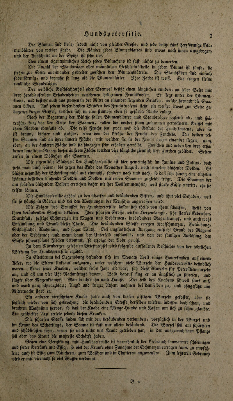 7 ^{e ^(umen ftnb flem, /eboc^ tti'd)( bon ^Uidjet , imb |ebe 6efi|c fimf l^^rjförmige S5furf mettbldtter toon wetgec garbe. Dldnbet: |ebcö fmb ?fwaö nacf> inmn «msebugetT; iinb ber ^(usfd^nitt an bec @p{|e fe^r tief, einem ei'9etttbümnd)ttt ^efc^ jebeä ^fümc^ens t|l fajl m'cfXö ju bemerfen. $Die Tinjabf ber <Sraub(rdgec obei* mdnnHd)en @efd)fecb(^tbeife nt /ebec .Q5(ume i')!- funfe/ fte Pe^en jur 0eite auaemnnber gebreitet 5mtfd)ett ben ^tumenbfdttern. 2^i'e ^taubfdben fmb ei'nfad) fabenförmtg^ unb fo fang af^ bi'e ^fumenbfdtter, garbe i'jl tveif. <^fe tragen ffeine r«nbftd)e ©faubrrdger. ^er tüeibftd^e ©efd)fecf)f^fbeif ober ©tempef beji'ff einen fdngftd;en runben^ an /eher ©eite mit brep b^rabfaufenben €rbabenbeiten toerfebenen S»'wtf)tfnoten, (Jr fiegt unter ber 33fumen# frone / unb bejlebt auch auä stoepen in ber ^itte an einanber fiegenben ©tücfen, tvefebe bernadrbie ©aa^ men btfben. ^uf jebem biefer bepben ©tuefen beo 5rud;tfnotenö flebt ein toetfier etioa^ jur ©eite ge^ bogener-fur^er ©rifef, wefeber ficb in eine flumpfe eben fo gefdrbte Siarbe enbigt, 0ia(b ber 33egattung ber 23futbe fallen 35fumenbfdtter unb ©taubtrdger fogfeid) ab, unb fpd^ ferbin, fnt^ toor ber Steife ber ©aamen, fallen bie tjorber fbon gufammen gefrodneten ©rifef mi( tßren Slarben ebenfalls ab. $l5ie reife §rud)t b^il S^ar nod) bie ©etlaft be$ g^^ud;tFnoten^, aber fi'e ifi braun, bid;ter unb größer, etwa bon ber ©röge ber grud)t beö gendKfö. ^ie beiben rei# fen ©aamen finb an ihrer innern 8fdd)e, mit wefd;er fie in ber grud)C gegen einanber liegen, ganj eben, an ber duneren gfdd)e finb fie hingegen febr erhaben gewbfbt. 3roifd;en unb neben ben brep erba^ benen fdngficben Rippen biefer aufetengfdd;e werben t^ier fdngfiebe $iemfid; tiefe gurd)en gebifbet, ©eften teifen in einem '^pfbeben alfe ©aamen, 5)ie eigentftd)e S5fube5eit ber ^unb^peterfifie ijf gemeinigficb im Suniu^ unb Sufiuö, boc^ fiebt man auch fpdter, biö gegen baö ©nbe beö S}?onatbe^ ^ugujf, nod) einzelne bfubenbe I^ofben. blühet nebmlid) ber ©cbbtftng nicht auf einmabf/ fonbern nadf unb noch, fo baf febr bduftg eine einjefne ^^fottje bejfefben bfubenbe Kolben unb 2)ofben mit reifen ©aamen zugleich fragt. .“J^ie ©aamen bet am fpdtjfen bfübenben Kolben erreid;en baher nie ihre SJoUfomtpenbeit, weif (farfe ^dlte eintrift, ehe fie reifen fbnnen. 3Me ^unböpeterfifie gehört 5U ben fd>irfen unb betdubenben ©iften, unb tbut Pief ©d^aben, weif fie fo bnuftg i» ©drten unb bei ben ?Ü5obnungen ber S}^enfd;en angetroffen wirb. $r)ie gofgen be^ ©enujfe^ ber ^unböpeterfifie fajfen fiel) tbeif^ Pon ihren fcharfen, tbeifä pon Ihren betdubenben ©tojfen erffdren. Shre fcl)arfen ©toffe, wirfen ^er5enöangjf, febr ffarfe^ Erbrechen, 'i)urd)fall, h^ftis^ ©cl)mer5en im 9}tagen unb ©ebdrmen, in^befonbere 3Diagenframpf, unb auc()wohf ©ntjünbung unb S5ranb bfefer ^beife. $£)ie betdubenben ©tofe erregen .^opffcl)merjett, iöetdubung, ©d)faffuc()t,^^ahnfinn, unb fogar 5Q5uth. S5ei ungfüdficl)em Tlu^gang entfleht .53ranb beö 50?agen$ ober ber ©ebdrme; unb wenn bann ber Unterleib anfcl)willt, unb Pon ber fänfigen Tfuffbfung ber ©dfte fcl)warsbfaue gfeefen beFommt, erfolgt ber 5obt gewi^. 3n bem 9turnberger gelehrten S5riefwed;fel wirb folgenbe auffallenbe ©efcf)ict)te Pon ber tbbtlichen ?Ö5irfung ber ^unb^peterfilie erjdhlt. gu ©itelbrunn bei Slegen^burg befanben fid) im 50tonath Tlpril einige S5auerfnaien auf einem ^efer, wo bie ©Itern UnFraut au^jogen, unter weld;em Piele ^ßpiirjeln ber ^unböpeterftlie befinblich waren, ©iner jener Knaben, welcl)er fed)ö Sahr alt war, fah biefe^^^urjeln für Q)eterfilienwur5eln an, unb a^ um Pier Uht 0^ad)mittagö baPon. 35alb barauf fng er an dngfflid; 5U fd;reien, unb Uagfe über 3)tagettframpf. S)tan brachte ihn nacl) J^aufe. ;t)er ieib beö Änabeiw fchwoli ffaif auf, Unb warb ganj fd;warjblau; Tlngfl unb furjet nahmen bei bemfelben ^u, unb ohngefdhr um .S)titternad)t ftarb er. ©in anberer Pferjdhriger Änabe h^itte and) Pon biefen giftigen ^DSur^eln gefoffet, aber fie fogleich wieber Pon fid; gebrochen; bie betdubenben ©toffe berftlben wirFfen inbeffen bod; fchon, unb brachten ?[Bahttfinn herPor, fo ba^ ber^nabe eine 3}tenge^unbe unb ^afen um fich ju fehen glaubte, ©in gefd)idter “Jlrät rettete jeboch biefen ^ranFen. $6ie fd)arfen ©toffe finben fid) mit ben betdubenben perbunben, Porjugfid; in ber ^ur^el unb im ^aut be^ ©chbrling^, ber ©aame ift faff nur allein betdubenb. ^ie ^Burjel foU am fd;drf|>en unb fchdblichflen fepn, wenn fte noch *ticht Piel ^raut getrieben ^at, in ber au^gewad;fenen ^flanje fotl aber ba^ ^raut bie mehrejfe ©d;drfe höben. ©egen eine Sßergiftung mit Jöunböpeterfilie ift Pornehmltcl) ber ©ebraud; lauwarmer fchleimiget unb fetter ©efrdnFe mit ©ffig, fo Piel ber ^ranFe ohne punahme ber ©d)mer3en ertragen Fann, ^u empfeh< len; and; ifl ©ffig Slduchern, jum ?H3afchen unb in ©Ipfiieren anjuwenben, gum lefteren ©ebrauc^ wirb er mit Pievmahl fo Piel ^^affer perbunnt.