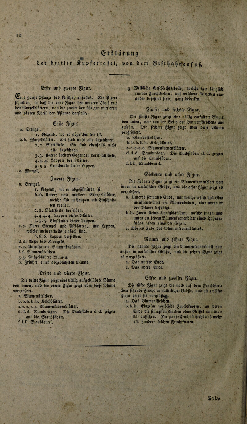 / • n ^cfldrung bct byitten Äupfenafel, uon bcm 0rfte Uttb 5wei)(e Stgur, Smc gan^c ^flcinje ^ift^a^)ncnfupei% ©ie i|! ^as fd;nitten, fo baß bie erfte gigiu* bcu iintcrcn mit beu SBiirjelblattern, «nb bit‘ zweite bcn fibrigcn mittleren «nb oberen Jlbeil ber ^flanje barflellf*< ©rfle Stgur; a. ©tengel. I. ©egenb, mo er abgcfdbm'tteii iß* b. b. SBiirjcIblattcr. ©ie jtnb njcl;t alle bejei^net. 2,2* a31att(!iele. ©ie fi'nb ebenfalls nicl;t . alle bejeicbnet» 3,3, Untere breitere ©egenben ber^lattflielr* 4.4.4. £ap}?cn ber Blatter. 5.5.5. Ginfcbnitte biefer Sapften. e. SßJurjel. Smeijte Stgut. a. ©tengel, I. ©egenb, mo er abgcfdbnitten ijl. 6,6, Untere imb mittlere ©tengclblatter, melcbe fiel) in Sap))en mit ©inf(l)nit* ten tbeilen, 2*2* fBlattftiek berfelben., 4.4.4.4. Sappen biefer SSlStter, 5.5.5. ©infebnitt^ biefer Sappen. c. c. €>hve ©tengel nnb 2l(!blätter, mit Sappen, tt)clcl)e mebrentbeilfi cinfacl) fi'nb, 6.6.6. Sappen berfelben, d. d, Sleße bcö ©tengelö. c. e. Unentfaltcte S?lumenfno6pcn, f. f. S3Iumen|TieIcl)en. g. g. Slnfgeblitbete 23lumcn. h. grlicbte einer abgeblubeten SSIume, Griffe uub bierle Stgni’. ©ie britte fine öbllig aufgeblubete ÖSInme »on innen, nnb bie oierte gigur seigt eben biefe S3lume bergrbßcrt, a. Slumen(lielcl)ctt, b. b.b.b.b. Kelchblätter. c. c.c.c.c. Sölumcnfronenbl&tter. d. d.d. ©tanbtrager. ©ic-S3ud)f[aben d.d. jetgen auf bie ©taubf^ben, f. f.f. ©taubbcutel. g. SSeibtiche ©efd)lecht0tl)cile, mcicbe ^n Ibglicb vunben grud)tboben, auf melehem fte neben ein* anbei- befeftigt finb, ganj bebeefen, wnb fed)9(e ©ie fimftc ^iguv jeigt eine tbllig entfaltete Sßlume bott unten, ober oon ber ©eite beß 5ölnmcnfiield)eng an< Sufebn. ©ie fechßte gigur ^eigt eben biefe S3lume »ergrbßert. ' . ' a. S^lumeniticldicn, b. b.b.b.b. Kekl)blatteif. c. c. c. c. c, 93IumenfronenblStter. d. d.d. ©taubtrager, ©ie SJuchflaben d. d. |etgeti auf bie ©tanbfaben, f.f.f. ©taubbeutcl, Siebente itnb oc^te ^igup, ©ie fiebente f^isnr jeigr ein 95lumenfronenblatt öotf innen in uatiirlicljer ©rbpe, unb bie achte gigur jeigt oergrbßert, a. Untcreß fdhmaleß ©ube, mit meld)em |Td) baßS8Iu* menlronenblatt im ^Slumenboben, ober unten in ber 95lume befeftigt. b. b. ^mei) ncine^S?onigbIaßchen, meldbc innen unb unten an jebem S3lumenfronenblatt eineß Sjnhnen/ filßeß lieben eiitanber liegen. c. ©bereß ©nbe beß 58lumenfronenblatteß, iJ^eunfe unb ^c|nfe 5ig«r. ©ie neunte gigpr jetgt ein SBlumenfroncnblatt bon außen in natiulid;er ©rbße, unb bie jehnte gigur jeigt eß öergrbßert. a. ©aß untere ©nbe. c. ©aß obere ©nbe. ©ilfte unb smblfte ©ie eilfte gignr jeigt bie nod) auf bem grnd)tfTiieb d&en ft^enbe grud)t in nat6rlicher©rbße, unb'bie smblfte'. gigur jeigt fie tH:rgrbße|^ a. ©aß Sßlumenßicl^en. b. b.b, ©injelnc meiblid)e grud)tFnoten, an beren ©nbe bie flumpfeu fJtarben ohne ©riflfel unmittcls bgr aufftfeen, ©ie ganse grucht bejteht auß meh? alß hnnbert fold)tn gru^tfnoten. Sola? r .