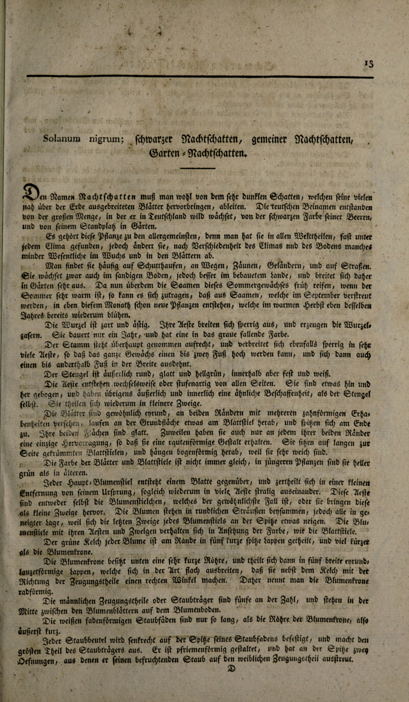 Solanum nigrum; fci)ti5aräer 3tac{)tf($atten/ gemeinte 9töe()tfc()atten/ ©arten => 9?ttci)tfcf)atten, 9tome» ^^tad)tfd)attin mu|l mön wöl&f Uo« tmfe^r buttHm Schöffe»/ tfeM/ett feine ^fefen na§ über ber €rbe auögebeeiteten 35(at(ec ^etborbnngen, obleiten. ®te teutfd)en ^einapen entjlanbeit !Don ber großen 9)?en9e/ in bec er m !^eutfc()fanb ivtlb »ac^fet/ bon bet fd)toat$cn §ar6e'ferner iöeere«/ nnb toon fernem ©tonbpfa^ in 0örfen, (Sö gehört biefe ^'j^onjeau ben oüergememjlett/ benn man |at fie m allen ^eftf^elfen^ faft unter jebem ^lima ^efunben, jeboc^ anbert fte/ nad; ^erfc^ieben^efc beö Klimas nnb bes SSoben^ manc^e^ mtnber SBefentlidje im ?Ö3uct)ö unb in ben flattern ab. ' ?0tatt finbet fie ^dufig auf ©d;uttbaufen, an ^egen t gdunen / 0eldnbetn, unb auf ©trafen, ©te «)dct)feC jmar aud; im fanbtgen ©oben, (ebod; beffer im bebauetem hnbe, unb breitet fid) ba^er «n 0drten fe§r auö. i)a nun uberbem bie ©oamen biefeö ©ommetgewdd^fes friib reifen t menn bet ©ommer fe§r marm ijl^ fo fann e^ ftc^ jutragert^ baf aug ©aameli/ melcl^c im ©eptember berjtreuC merben, in eben biefem S)tonatb fd;ott neue^flauaen entjte^en^ melc^e imtvarmen .^etbjleben beffelbe» Sa^re^ bereite mieberum blul^en* ®ie ^'Urjel i|l jart unb dtltg. Sl^te *2(e(le breiten ftd) fperrig aug / unb erzeugen bie ^IBur^cf# jafern. ©ie bauert nur ein Sa^t/ 'unb but eine in baö graue fallenbe garbe. ^er ©tamm fiebt überhaupt genommen aufred^t/ unb betbreitet fid) ebcnfatlö fperrig in feb« biefe Tiefe, fo baf baö gauje 0en)dd;ö einen biö ^mep guf merben fann, unb fid; bann ouc^ einen bi^ anbertbalb 3«^ i^ T5reite au^bebnt. ®er ©tengel if dufeclid; runb, glatt unb brllgtuU/ innetbalb aber fef Unb meif. S^ie 'liefe entfeben n)ed)fel^meife ober fufenartig bon allen ©eiten, ©te finb efvbaö bin nnb bet gebogen^ unb haben übrigens duferlid) unb innerlich eine dbnlid;e S5efd)affenbeit/ alö bet ©tengef felbf. ©ie tbeilen feb mieberum in Heinere >Die 33ldtter finb gemöbnlid) eprunb, an beiben Dtdnbetn mit mehreren jabnförmigen 0tba# benbeiten berfeben, laufen an ber 0runbfdche efioaö am Sölattfiel brtab/ unb fpifen fich am 0nbe SU. Sb^c beiberi gldd^en finb glatt, gutoeilen bni^rn fe auch nur an febem ibret beiben Dldnber eine einjige bjerberragung, fö baf fie eine rgutenfbrmige ©efalt erhalten, ©ie ffen auf langen jur ©eite geftümmten äglattfielen, unb bdngen bogenförmig brrab, meil fie febr vbeich finb. ä)ie Sarbe ber iSldtter unb SSlattfiele if nicht immer gleid;, in jüngeren ^fanjen finb fe heller grün aB in dlteren. Seber J^aupt?35lumenfiel entfebt einem ^Blatte gegenüber, unb sertbeilt fch in einer Fleineit jgtttfernung bon feinem Urfptung, fogleich mieberum in bieli; Tiefe fralig au^einanber. :Dtefe Tiefe finb enfmebet felbf bie SBlumenfield;en, melche^ ber ge)b6bnlid)fe Sali if, ober fie bringen biefe al^ Heine Stveige b^tibor. ^ie iSlumen feben in runblichen ©trdufen bepfammen, jebod; olle in ge? neigtet fage, meil fd; bie leffen gmeige jebeö !8lumenfiel^ an ber ©pife etmo^ neigen. I^ie 35lu? menfiele mit ihren Tiefen unb gmeigen berbalten fch in Tlnfebung ber Surbe, mie bie Ißlattfiele. ^er grüne Äelch jeberSÖlume if am Sianbe in fünf furje fpi^e kppen getbeilt, unb biel furjer bie ^lumenfrone. 2)ie S3lumenFrone befft unten eine fejr Furge Dlöbte, unb tbeilt fch bann in fünf breite eprünbü IflUaetförmige kppen, tvelcbe fid; in ber Tlrt fad; auöbreiten, baf fie nebf bem .^eld; mit ber SHchfimg ber Seugungstbeile einen red;ten ^infel mad;en. ^aber nennt man bie S3fumenfrone tabförmig. ^ie mdnnlichen geugung^tbeile ober ©faubtrdget fnb fünfe an ber 3abl/ unb feben in bet SJiitte gmifchen ben SÖlumenbldftern auf bem T3lumenboben. $^ie weifen fabenförmigen ©taubfdben finb nur fo lang, aB bie Dvöbre ber T^lumcnftone, alfo öuferf furg. Seber ©faubbeutel wirb fenFrecht auf bet ©pi|e feinem ©taubfabehö befefigf, uhb maebt be« gtöfen ^b<ii ©taubtrdgere au6* 0r if pfriemenförmig gefaltet, uhb bat ah ber ©pi^e givep Oefmmgen, ou« benen er feinen befruchtenben ©taub auf ben weiblichen geugungetbeii aujjfreut. 25