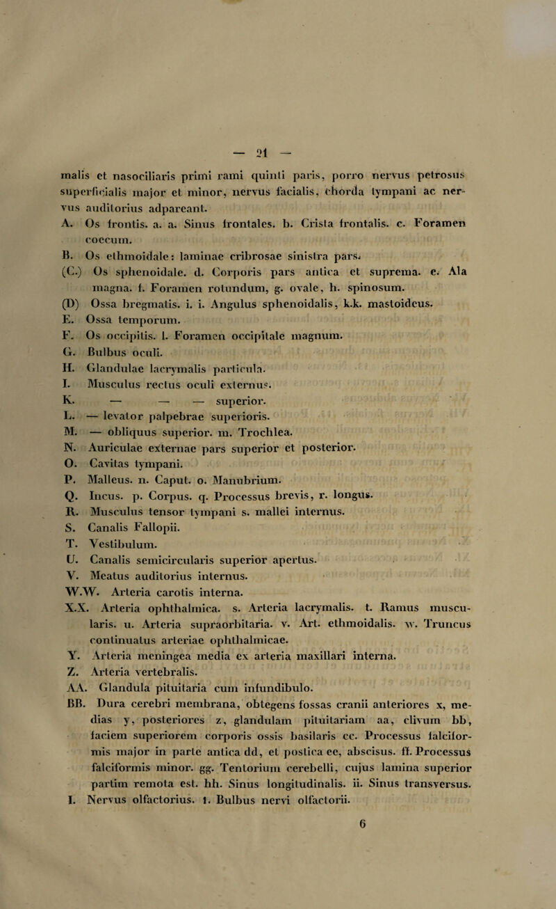 malis et nasociliaris primi rami quinti paris, porro nervus petrosus superficialis major et minor, nervus facialis, chorda tympani ac ner¬ vus auditorius adpareant. A. Os frontis, a. a. Sinus lrontales. b. Crista frontalis, c. Foramen coccum. B. Os ethmoidale: laminae cribrosae sinistra pars,* (C.) Os sphenoidale, d. Corporis pars antica et suprema, e. Ala magna, f. Foramen rotundum, g. ovale, h. spinosum. (D) Ossa bregmatis, i. i. Angulus sphenoidalis, k.k. mastoideus. E. Ossa temporum. F. Os occipitis. 1. Foramen occipitale magnum. G. Bulbus oculi. II. Glandulae lacrymalis particula. I. Musculus rectus oculi externus. K. — — — superior. L. — levator palpebrae superioris. M. — obliquus superior, m. Trochlea. N. Auriculae externae pars superior et posterior. O. Cavitas tympani. P. Malleus, n. Caput, o. Manubrium. Q. Incus, p. Corpus, q. Processus brevis, r. longus. R. Musculus tensor tympani s. mallei internus. S. Canalis Fallopii. T. Vestibulum. U. Canalis semicircularis superior apertus. V. Meatus auditorius internus. W. W. Arteria carotis interna. X. X. Arteria ophthalmica, s. Arteria lacrymalis. t. Ramus muscu¬ laris. u. Arteria supraorbitaria. v. Art. ethmoidalis. \v. Truncus continuatus arteriae ophthalmicae. Y. Arteria meningea media ex arteria maxillari interna, Z. Arteria vertebralis. AA. Glandula pituitaria cum infundibulo. BB. Dura cerebri membrana, obtegens fossas cranii anteriores x, me¬ dias y, posteriores z, glandulam pituitariam aa, clivum bb, faciem superiorem corporis ossis basilaris cc. Processus falcifor¬ mis major in parte antica dd, et postica ee, abscisus, ff. Processus falciformis minor, gg. Tentorium cerebelli, cujus lamina superior partim remota est. hh. Sinus longitudinalis, ii. Sinus transversus. I. Nervus olfactorius. 1. Bulbus nervi olfactorii. 6