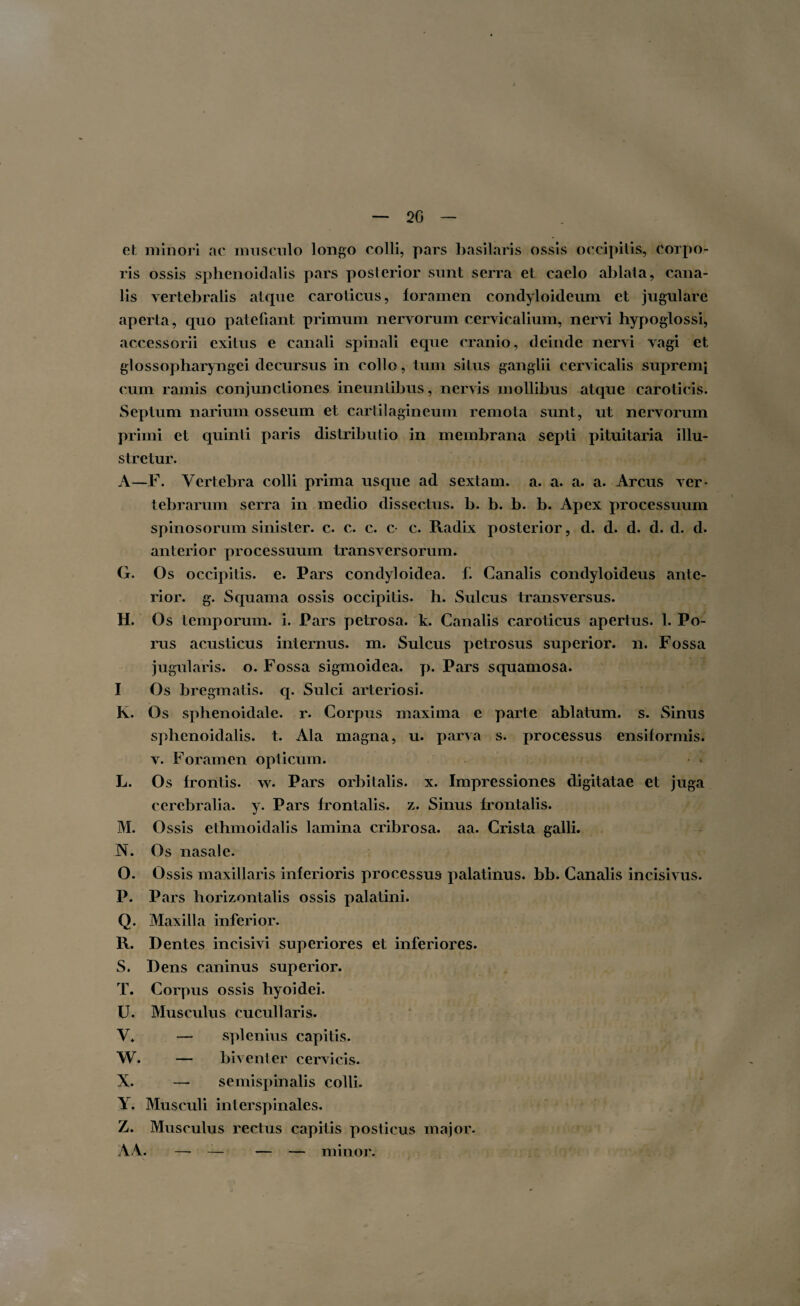 20 et minori ac musculo longo colli, pars basilaris ossis occipitis, corpo¬ ris ossis sphenoidalis pars posterior sunt serra et caelo ablata, cana¬ lis vertebralis atque caroticus, foramen condyloideum et jugulare aperta, quo patefiant primum nervorum cervicalium, nervi hypoglossi, accessorii exitus e canali spinali eque cranio, deinde nervi vagi et glossopharyngei decursus in collo, tum situs ganglii cervicalis supremi cum ramis conjunctiones ineuntibus, nervis mollibus atque caroticis. Septum narium osseum et cartilagineum remota sunt, ut nervorum primi et quinti paris distributio in membrana septi pituitaria illu¬ stretur. A—F. Vertebra colli prima usque ad sextam, a. a. a. a. Arcus ver¬ tebrarum serra in medio dissectus, b. b. b. b. Apex processuum spinosorum sinister, c. c. c. c- c. Radix posterior, d. d. d. d. d. d. anterior processuum transversorum. G. Os occipitis, e. Pars condyloidea. F Canalis condyloideus ante¬ rior. g. Squama ossis occipitis, h. Sulcus transversus. H. Os temporum, i. Pars petrosa, k. Canalis caroticus apertus. 1. Po¬ rus acusticus internus, m. Sulcus petrosus superior, n. Fossa jugularis, o. Fossa sigmoidea, p. Pars squamosa. I Os bregmatis, q. Sulci arteriosi. K. Os sphenoidale, r. Corpus maxima e parte ablatum, s. Sinus sphenoidalis, t. Ala magna, u. parva s. processus ensiformis. v. Foramen opticum. L. Os frontis, w. Pars orbitalis, x. Impressiones digitatae et juga cerebralia, y. Pars frontalis, z. Sinus frontalis. M. Ossis ethmoidalis lamina cribrosa, aa. Crista galli. N. Os nasale. O. Ossis maxillaris inferioris processus palatinus, bb. Canalis incisivus. P. Pars horizontalis ossis palatini. Q. Maxilla inferior. R. Dentes incisivi superiores et inferiores. S. Dens caninus superior. T. Corpus ossis hyoidei. U. Musculus cucul i aris. V. — splenius capitis. W. — biventer cervicis. X. — semispinalis colli. Y. Musculi interspinales. Z. Musculus rectus capitis posticus major. AA. — — — — minor.