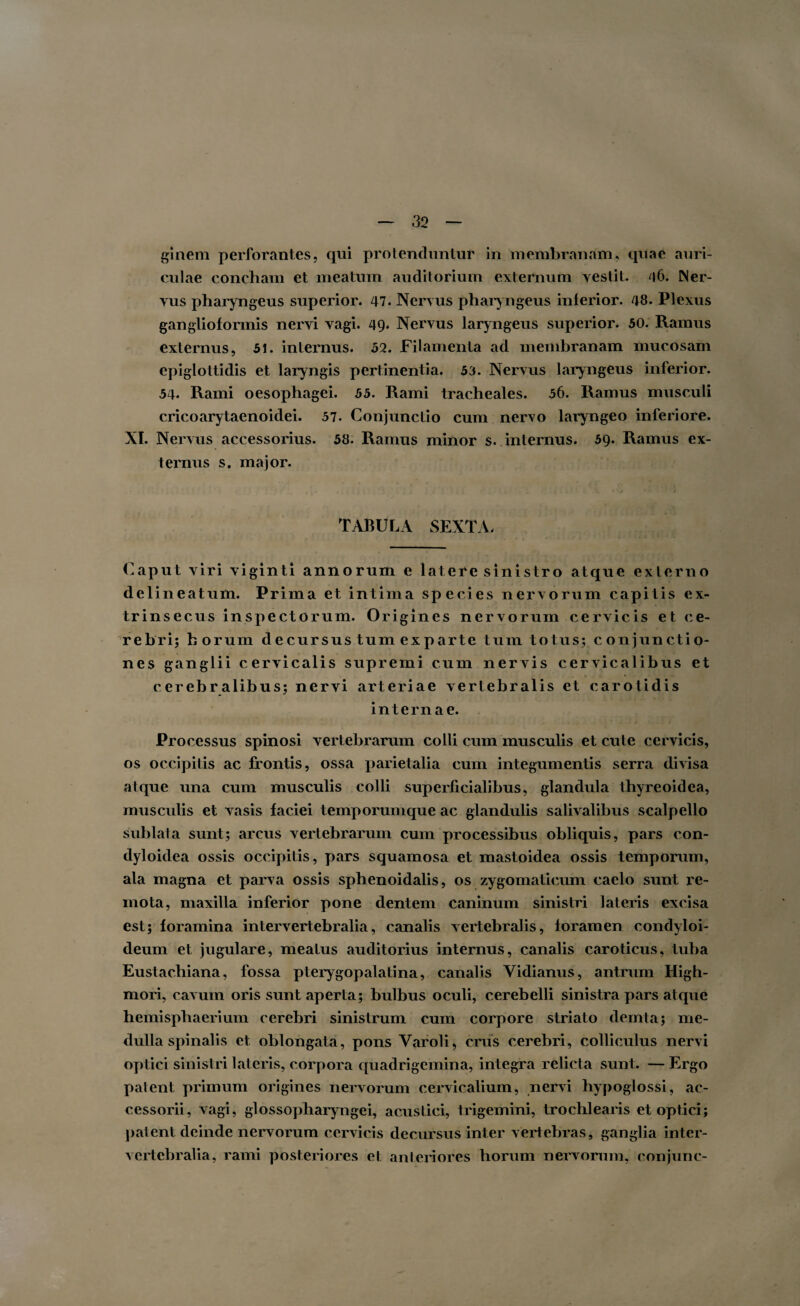 ginem perforantes, qui protenduntur in membranam, quae auri¬ culae concham et meatum auditorium externum vestit, a6. Ner¬ vus pharyngeus superior. 47. Nervus pharyngeus inferior. 48. Plexus ganglioformis nervi vagi. 49. Nervus laryngeus superior. 50. Ramus externus, 51. internus. 52. Filamenta ad membranam mucosam epiglottidis et laryngis pertinentia. 53. Nervus laryngeus inferior. 54. Rami oesophagei. 55. Rami tracheales. 56. Ramus musculi cricoarytaenoidei. 57. Conjunctio cum nervo laryngeo inferiore. XI. Nervus accessorius. 58. Ramus minor s. internus. 59. Ramus ex¬ ternus s. major. TABULA SEXTA. Caput viri viginti annorum e latere sinistro atque externo delineatum. Prima et intima species nervorum capitis ex¬ trinsecus inspectorum. Origines nervorum cervicis et ce¬ rebri; horum d e cur sus tum ex p arte tum totus; c.onjunctio- nes ganglii cervicalis supremi cum nervis cervicalibus et c er eb r alibus; nervi arteriae vertebralis et carotidis internae. Processus spinosi vertebrarum colli cum musculis et cute cervicis, os occipitis ac frontis, ossa parietalia cum integumentis serra divisa atque una cum musculis colli superficialibus, glandula thyreoidea, musculis et vasis faciei temporumque ac glandulis salivalibus scalpello sublata sunt; arcus vertebrarum cum processibus obliquis, pars con- dyloidea ossis occipitis, pars squamosa et mastoidea ossis temporum, ala magna et parva ossis sphenoidalis, os zygomaticum caelo sunt re¬ mota, maxilla inferior pone dentem caninum sinistri lateris excisa est; foramina intervertebralia, canalis vertebralis, foramen condyloi- deum et jugulare, meatus auditorius internus, canalis caroticus, tuba Eustachiana, fossa pterygopalatina, canalis Vidianus, antrum High- mori, cavum oris sunt aperta; bulbus oculi, cerebelli sinistra pars atque hemisphaerium cerebri sinistrum cum corpore striato demta; me¬ dulla spinalis et oblongata, pons Yaroli, crus cerebri, colliculus nervi optici sinistri lateris, corpora quadrigemina, integra relicta sunt. — Ergo palent primum origines nervorum cervicalium, nervi hypoglossi, ac¬ cessorii, vagi, glossopharyngei, acustici, trigemini, trochlearis et optici; patent deinde nervorum cervicis decursus inter vertebras, ganglia inter¬ vertebralia, rami posteriores et anteriores horum nervorum, conjunc-