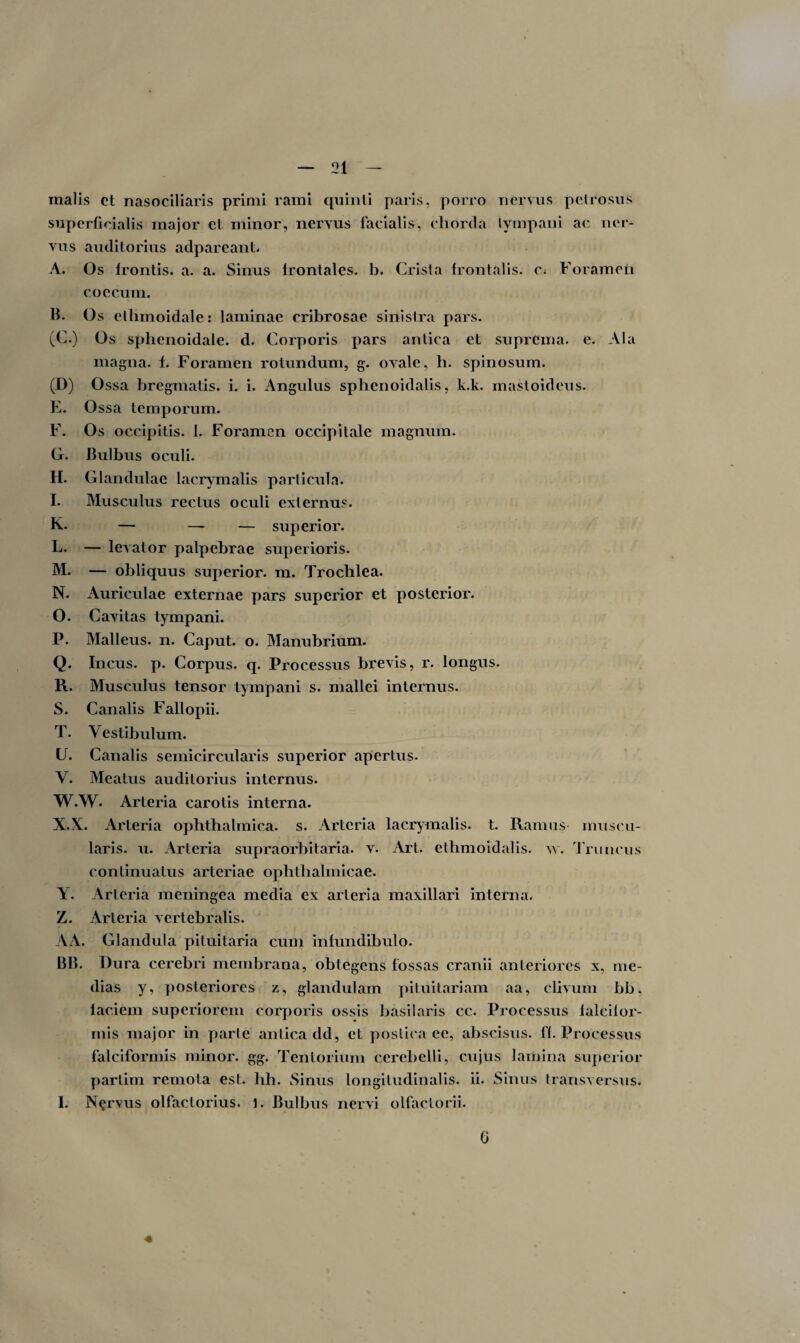 malis ct nasociliaris primi rami quinti paris, porro nervus petrosus superficialis major et minor, nervus facialis, chorda tympani ac ner¬ vus auditorius adpareant. A. Os frontis, a. a. Sinus frontales, b. Crista frontalis, c; Foramen coccum. h. Os ethmoidale: laminae cribrosae sinistra pars. (C.) Os sphenoidale, d. Corporis pars antica et suprema, e. Ala magna, f. Foramen rotundum, g. ovale, h. spinosum. (D) Ossa bregmatis, i. i. Angulus sphenoidalis, k.k. mastoideus. E. Ossa temporum. F. Os occipitis. 1. Foramen occipitale magnum. G. Bulbus oculi. H. Glandulae lacrymalis particula. I. Musculus rectus oculi exlernus. K. — — — superior. L. — levator palpebrae superioris. M. — obliquus superior, m. Trochlea. N. Auriculae externae pars superior et posterior. O. Cavitas tympani. P. Malleus, n. Caput, o. Manubrium. Q. Incus, p. Corpus, q. Processus brevis, r. longus. R. Musculus tensor tympani s. mallei internus. S. Canalis Fallopii. T. Vestibulum. G. Canalis semicircularis superior apertus. V. Meatus auditorius internus. W. W. Arteria carotis interna. X. X. Arteria ophthalmica, s. Arteria lacrymalis. t. Ramus muscu¬ laris. u. Arteria supraorbitaria. v. Art. ethmoidalis, w. Truncus continuatus arteriae ophthalmicae. Y. Arteria meningea media ex arteria maxillari interna. Z. Arteria vertebralis. AA. Glandula pituitaria cum infundibulo. BB. Dura cerebri membrana, obtegens fossas cranii anteriores x, me¬ dias y, posteriores z, glandulam pituitariam aa, clivum bb. lacicm superiorem corporis ossis basilaris cc. Processus falcifor¬ mis major in parte antica dd, ct postica ee, abscisus, ff. Processus falciformis minor, gg. Tentorium cerebelli, cujus lamina superior partim remota est. hh. Sinus longitudinalis, ii. Sinus transversus. I. Nervus olfactorius. 1. Bulbus nervi olfactorii. •«