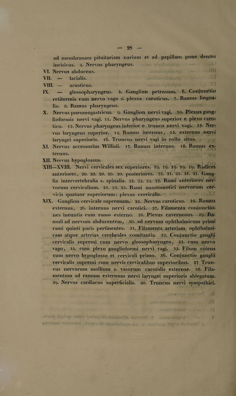 ad membranam pituitariam narium et ad papillam pone dentes incisivos. 4. Nervus pharyngeus. VI. Nervus abducens. VII. — facialis. VIII. — acusticus. IX. — glossopharyngeus. 5. Ganglion petrosum. 6. Conjunctio retiformis cum nervo vago s. plexus caroticus. 7. Ramus lingua¬ lis. 8. Ramus pharyngeus. X. Nervus pneumogastricus. g. Ganglion nervi vagi. 10. Plexus gang- lioformis nervi vagi. 11. Nervus pharyngeus superior e plexu caro¬ tico. 12. Nervus pharyngeus inferior e trunco nervi vagi. 13. Ner¬ vus laryngeus superior. 14. Ramus internus, 15. externus nervi laryngei superioris. 16. Truncus nervi vagi in collo situs. XI. Nervus accessorius Willisii. 17. Ramus internus. 18. Ramus ex¬ ternus. XII. Nervus hypoglossus. XIII—XVIII. Nervi cervicales sex superiores, ig. 1Q. 10- 19* *9* Radices anteriores, 20. 20. 20. 20. 20. posteriores. 21. 21. 21. 21. 21. Gang¬ lia intervertebralia s. spinalia. 22. 22. 22. 22. Rami anteriores ner¬ vorum cervicalium. 23. 23. 23. Rami anastomotici nervorum cer¬ vicis quatuor superiorum: plexus cervicalis. XIX. Ganglion cervicale supremum. 24. Nervus caroticus. 25. Ramus externus, 26. internus nervi carotici. 27. Filamenta conjunctio¬ nes ineuntia cum ramo externo. 28. Plexus cavernosus. 2Q. Ra¬ muli ad nervum abducentem, 30. ad nervum ophthalmicum primi rami quinti paris pertinentes. 31. Filamenta arteriam ophthalmi¬ cam atque arterias cerebrales comitantia. 32. Conjunctio ganglii cervicalis supremi cum nervo glossopharyngeo, 33. cum nervo vago, 34. cum plexu ganglioformi nervi vagi. 35. Filum coiens cum nervo hypoglosso et cervicali primo. 36. Conjunctio ganglii cervicalis supremi cum nervis cervicalibus superioribus. 37 Trun¬ cus nervorum mollium s. vasorum carotidis externae. 38. Fila¬ mentum ad ramum externum nervi laryngei superioris ablegatum. 39. Nervus cardiacus superficialis. 40. Truncus nervi sympathici. ri’‘- ’)r4 /fjm/r.lr. X J T