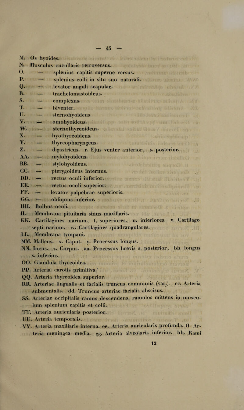 M. Os hyoides. IN* Musculus cucullaris retroversus. O. — P. — Q. - R. — S. — T. — — splenius capitis superne versus. — splenius colli in situ suo naturali. — levator anguli scapulae. — trachelomastoideus. — complexus. — biventer. U. — sternohyoideus. V. — omohyoideus. W. — sternothyreoideus. X. — hyo thyreoideus. Y. — thyreopharyngeus. Z. — digastricus, r. Ejus venter anterior, s. posterior. A A. — mylohyoideus. BB. — stylohyoideus. CC. — pterygoideus internus. DD. — rectus oculi inferior. EE. — rectus oculi superior. FF. — levator palpebrae superioris. GG. — obliquus inferior. HH. Bulbus oculi. II. Membrana pituitaria sinus maxillaris. KK. Cartilagines narium, t. superiores, u. inleriores. v. Cartilago septi narium, w. Cartilagines quadrangulares. LL. Membrana tympani. MM. Malleus, x. Caput, y. Processus longus. NN. Incus, z. Corpus, aa. Processus brevis s. posterior, bb. longus s. inferior. OO. Glandula thyreoidea. PP. Arteria carotis primitiva.1 QQ- Arteria thyreoidea superior. RR. Arteriae lingualis et facialis truncus communis (var.). cc. Arteria submentalis, dd. Truncus arteriae facialis abscisus. SS. Arteriae occipitalis ramus descendens, ramulos mittens in muscu¬ lum splenium capitis et colli. TT. Arteria auricularis posterior. UU. Arteria temporalis. VY. Arteria maxillaris interna, ee. Arteria auricularis profunda, ff. Ar¬ teria meningea media, gg. Arteria alveolaris inlerior. hh. Rami 12