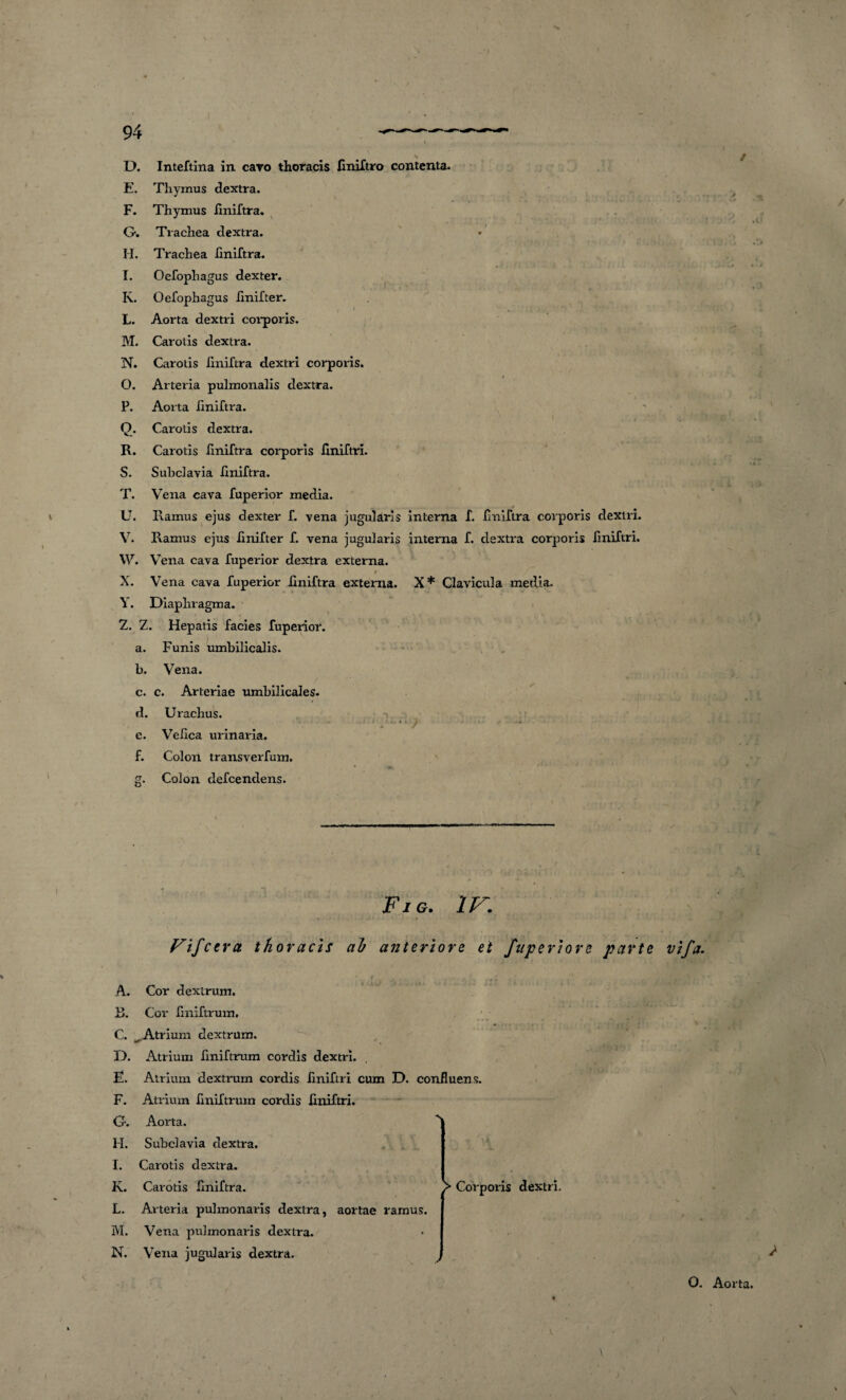 E. Thymus dextra. F. Thymus liniftra. G. Trachea dextra. H. Trachea fmiftra. I. Oefophagus dexter. K. Oefophagus linifter. L. Aorta dextri corporis. M. Carotis dextra. N. Carotis liniftra dextri corporis. O. Arteria pulmonalis dextra. P. Aorta liniftra. Q. Carotis dextra. R. Carotis liniftra corporis liniftri. S. Subclavia liniftra. T. Vena cava fuperior media. U. Ramus ejus dexter f. vena jugularis interna f. liniftra corporis dextri. V. Ramus ejus linifter f. vena jugularis interna f. dextra corporis liniftri. W. Vena cava fuperior dextra externa. M X. Vena cava fuperior liniftra externa. X* Clavicula media. Y. Diaphragma. Z. Z. Hepatis facies fuperior. a. Funis umbilicalis. b. Vena. c. c. Arteriae umbilicales. d. Urachus. c J i «. i . i e. Velica urinaria. f. Colon transverfum. g. Colon defcendens. / 1 ■ * w D Fio. ir. Vifcera thoracis ah anteriore et faperiore parte vifa. A. Cor dextrum. B. Cor fmiftrum. C. ^Atrium dextrum. D. Atrium fmiftrum cordis dextri. E. Atrium dextrum cordis liniftri cum D. confluens. F. Atrium fmiftrum cordis liniftri. G. Aorta. H. Subclavia dextra. I. Carotis dextra. K. Carotis liniftra. L. Arteria pulmonaris dextra, aortae ramus. M. Vena pulmonaris dextra. N. Vena jugularis dextra. > Corporis dextri. O. Aorta. \ x