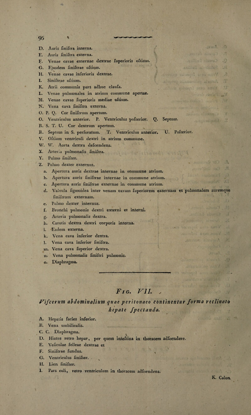 i 'i D. Auris liniftra interna. E. Auris liniftra externa. F. Venae cavae externae dextrae fuperioris oftium. G. Ejusdem iiniftrae oftium. H. Venae cavae inferioris dextrae. I. Siniftrae oftium. K. Atrii communis pars adhuc claufa. L. Venae pulmonales in atrium commune apertae. M. Venae cavae fuperioris mediae oftium. N. Vena cava liniftra externa. O. P. Q. Cor iiniftrum apertum. O. Ventriculus anterior. P. Ventriculus pofterior. Q. Septum. R. S. T. U. Cor dextrum apertum. R. Septum in S. perforatum. T. Ventriculus anterior* U. Pofterior. V. Oftium ventriculi dextri in atrium commune. W. W. Aorta dextra defeendens. A i X. Arteria pulmonalis liniftra. Y. Pulmo fmifter, Z. Pulmo dexter externus. a. Apertura auris dextrae internae in commune atrium. b. Apertura auris iiniftrae internae in commune atrium. c. Apertura auris fmiftrae externae in commune atrium. d. Valvula iigmoidea inter venam Cavam fuperiorem externam et pulmonalem auremque iiniftram externam. e. Pulmo dexter internus. f. Bronchi pulmonis dextri externi et interni» g. Arteria pulmonalis dextra. h. Carotis dextra dextri corporis interna» i. Eadem externa. k. Vena cava inferior dextra. l. Vena cava inferior fmiftra. m. Vena cava fuperior dextra. n. Vena pulmonalis fxniftri pulmonis» o. Diaphragma. Fig. vii. , Vifce rum abdominalium quae peritonaeo continentur forma reclinato hepate fpectanda. A. Hepatis facies inferior. B. Vena umbilicalis. C. C. Diaphragma. D. Hiatus retro hepar, per quem inteftina in thoracem adfcendere. E. Veficulae felleae dextrae et F. Siniftrae fundus. , G. Ventriculus fmifter. H. Lien fmifter. I. Pars coli, retro ventriculum in thoracem adfcendens. K. Colon.