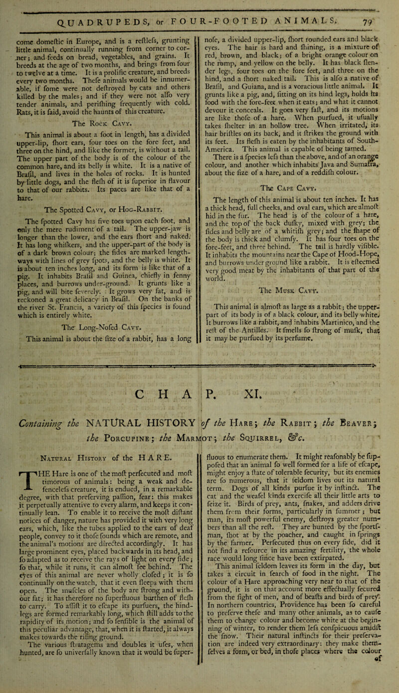 come domeftic in Europe* and is a reftlefs, grunting £ little animal, continually running from corner to cor¬ ner; and feeds on bread, vegetables, and grains. It breeds at the age of two months, and brings from four to twelve at a time. It is a prolific creature, and breeds every two months. Thefe animals would be innumer¬ able, if fome were not deftroyed by cats and others killed by the males 5 and if they were not alfo very tender animals, and perifhing frequently with cold. Rats, it is faid, avoid the haunts of this creature. The Rock Cavy. This animal is about a foot in length, has a divided upper-lip, fhort ears, four toes on the fore feet, and three on the hind, and like the former, is without a tail. The upper part of the body is of the colour of the common hare, and its belly is white. It is a native of Braijl, and lives in the holes of rocks. It is hunted by little dogs, and the flefh of it is fuperior in flavour to that of our rabbits. Its paces are like that of a hare. The Spotted Cavy, or Hog-Rabbit. The fpotted Cavy has five toes upon each foot, and only the mere rudiment of a tail. The upper-jaw is longer than the lower, and the ears fhort and naked. It has long whifkers, and the upper-part of the body is of a dark brown colour; the fides are marked length¬ ways with lines of grey fpots, and the belly is white. It is about ten inches long, and its form is like that of a pig. It inhabits Brafil and Guinea, chiefly in fenny places, and burrows under-ground. It grunts like a pig, and will bite feverely. It grows very fat, and is reckoned a great delicacy' in Brafil. On the banks of the river St. Francis, a variety of this fpecies is found which is entirely white. The- Long-Nofed Cavy. This animal is about the fize of a rabbit, has a long R-FOOTED ANIMALS, nofe, a divided upper-lip, fhort rounded ears and black eyes. The hair is hard and fhining, is a mixture of red, brown, and black; of a bright orange colour on the rump, and yellow on the belly. It has black {len¬ der legs, four toes on the fore feet, and three on the hind, and a fhort naked tail. This is alfo a native of Brafil, and Guiana, and is a voracious little animal. It grunts like a pig, and, fitting on its hind legs, holds its food with the fore-feet when it eats; and what it cannot devour it conceals. It goes very faff, and its motions are like thofe of a hare. When purfued, it ufually takes fhelter in an hollow tree. When irritated, its hair briftles on its back, and it flrikes the ground with its feet. Its flefh is eaten by the inhabitants of South- America. This animal is capable of being tamed. There is a fpecies lefs than the above, and of an orange colour, and another which inhabits Java and Sumatra, about the fize of a hare, and of a reddifh colour. The Cape Cavy. The length of this animal is about ten inches. It has a thick head, full cheeks, and oval ears, which are almoft hid in the fur. The head is of the colour of a hare, and the top of the back dufky, mixed with grey; the fides and belly are of a whitifh grey; and the fhape of the body is thick and clumfy. It has four toes on the fore-feet, and three behind. The tail is hardly vifible. It inhabits the mountains near the Cape of Hood-Hope, and burrows underground like a rabbit. It is efteerned very good meat by the inhabitants of that part of the world. The Musk Cavy. This animal is almoft as large as a rabbit; the upper- part of its body is of a black colour, and its belly white.- It burrows like a rabbit, and inhabits Martinico, and the reft of the Antilles. It fmells fo ftrong of mufk, that it may be purfued by its perfume. If ' A• , ' \ C H A P. XI. Containing the NATURAL HISTORY of the Hare; the Rabbit; the Beaver; the Porcupine; the Marmot; the Squirrel, &c. Natural History of the HARE. THE Hare is one of the moft perfecuted and moft timorous of animals: being a weak and de- fencelefs creature, it is endued, in a remarkable degree, with that preferving paflion, fear; this makes it perpetually attentive to every alarm, and keeps it con¬ tinually lean. To enable it to receive the moft diftant notices of danger, nature has provided it with very long ears, which, like the tubes applied to the ears of deaf people, convey to it thofe founds which are remote, and the animal’s motions are directed accordingly. It has large prominent eyes, placed backwards in its head, and fo adapted as to receive the rays of light on every fide; fo that, while it runs, it can almoft fee behind. The eyes of this animal are never wholly clofed ; it is fo continually on the watch, that it even fleeps with them open. The mufcles of the body are ftrong and with¬ out fat; it has therefore no fuperfluous burthen of fieih to carry. To aftift it to efcape its purfuers, the hind¬ legs are formed remarkably long, which ftill adds to the rapidity of its motion; and fo fenfible is the animal of this peculiar advantage, that, when it is ftarted, it alvrays makes towards the riling ground. The various ftratagems and doubles it ufes, when hunted, are fo univerfally known that it would be fuper¬ fluous to enumerate them. It might reafonably be fup- pofed that an animal fo well formed for a life of efcape, might enjoy a ftate of tolerable fecurity, but its enemies are fo numerous, that it leldom lives out its natural term. Dogs of all kinds purfue it by inftincft. The cat and the weafel kinds exercife all their little arts to feize it. Birds of prey, ants, fnakes, and adders drive them frcm their forms, particularly in fummer; but man, its moft powerful enemy, deftroys greater num¬ bers than all the reft. They are hunted by the fportf- man, fhot at by the poacher, and caught in fprings by the farmer. Perfecuted thus on every fide, did it not find a refource in its amazing fertility, the whole race would long fince have been extirpated. This animal feldom leaves its form in the day, but takes a circuit in fearch of food in the night. The colour of a Hare approaching very near to that of the ground, it is on that account more effectually fecured from the fight of men, and of beafts and birds of prey'’. In northern countries, Providence has been fo careful to prefervc thefe and many other animals, as to caufc them to change colour and become white at the begin¬ ning of winter, to render them lefs confpicuous amidft the fnow. Their natural inftincfts for their preserva¬ tion are indeed very extraordinary; they make tliem- felves a form, or bed, in thofe place* where the colour