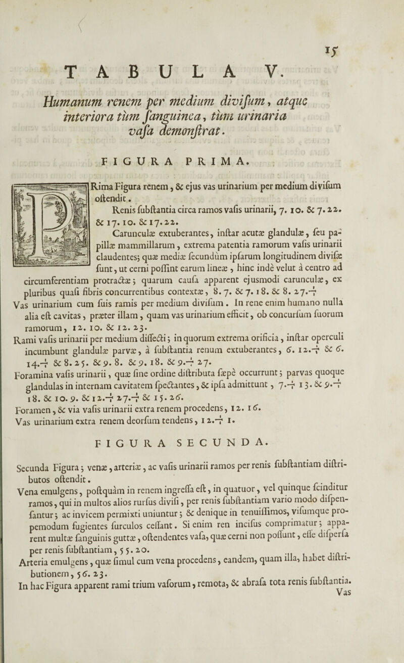 Humanum renem per medium divifum, atque interiora tum /anguinea, tum urinaria vafa demonjtrat. FIGURA PRIMA. Rima Figura renem, 8e ejus vas urinarium per medium divifum oftendit. Renis fubftantia circa ramos vafis urinarii, 7. 10. & 7.22. 6c 17.10. Se 17.22. Carunculae extuberantes, inftar acutae glandulse, feu pa¬ pillae mammillarum, extrema patentia ramorum vafis urinarii claudentes; quae mediae fecundum ipfarum longitudinem divifas funt, ut cerni poflint earum lineae , hinc inde velut a centro ad circumferentiam protracte; quarum caufa apparent ejusmodi carunculae, ex pluribus quali fibris concurrentibus contextae, 8.7. Se 7. 1 8. Se 8. 27.-7 Vas urinarium cum fuis ramis per medium divifum . In rene enim humano nulla alia eft cavitas, praeter illam, quam vas urinarium efficit, ob concurfum fuorum ramorum, 12. 10. & 12. 23. Rami vafis urinarii per medium difte&i; in quorum extrema orificia, inftar operculi incumbunt glandulae parvae, a fubftantia renum extuberantes, 6. 12.7* Se 6* 14.-7 Se 8. 25. &9. 8. Se 9. 18. Se 9.-r zl- Foramina vafis urinarii, quae fine ordine diftributa faepe occurrunt; parvas quoque glandulas in internam cavitatem fpeSfcantes, Se ipfa admittunt ,7.-7 13.& i8. Se 10. <?. Se 12.-7 27.-7 Se 15.26. Foramen, Se via vafis urinarii extra renem procedens, 12. 16. Vas urinarium extra renem deorfum tendens, 1 2.-7 1. FIGURA SECUNDA. Secunda Figura; venae, arteriae, ac vafis urinarii ramos per renis fubftantiam diftri- butos oftendit. . Vena emulgens, poftquam in renem ingrelfa eft, in quatuor, vel quinque fcinditur ramos, qui in multos alios rurfus divifi , per renis fubftantiam vario modo difpen- fantur; ac invicem permixti uniuntur; Se denique in tenuififimos, vifumque pro- pemodum fugientes furculos ceflant. Si enim ren incifus comprimatur; appa¬ rent multae fanguinis guttse, oftendentes vafa, quae cerni non poliunt, die difp^rfa per renis fubftantiam, 55. 20. Arteria emulgens, quse fimui cum vena procedens, eandem, quam illa, habet 1 n- butionem, 56. 23. . L/1 . In hac Figura apparent rami trium vaforum , remota, Se abrafa tota renis fubftantia,