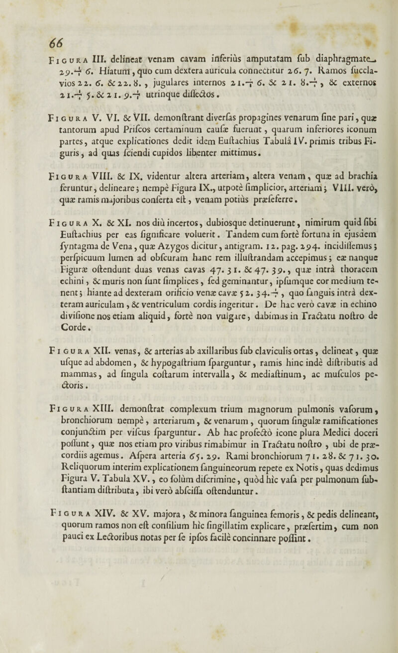 66 Figura III. delineat venam cavam inferius amputatam fub diaphragmate^» 2,9.tf* Hiatum , quo cum dextera auricula conneCtitur 26.7. Ramos fiiccla- vios 22. 6, Sc 22.8. , jugulares internos 21.-7 6. & 21. 8.-7 , externos 11.-7 5. Se 21. 9.-7 utrinque difledos. Figura V. VI. & VII. demonftrant diverfas propagines venarum fine pari, qua: tantorum apud Prifcos certaminum caufie fuerunt, quarum inferiores iconum partes, atque explicationes dedit idem Euftachius Tabula IV. primis tribus Fi¬ guris, ad quas fciendi cupidos libenter mittimus. Figura VIII. & IX. videntur altera arteriam, altera venam, quae ad brachia feruntur, delineare 5 nempe Figura IX., utpote fimplicior, arteriam> VIII. vero, qu£ ramis majoribus conferta ell, venam potius prafeferre. Figura X. &c XI. nos diu incertos, dubiosque detinuerunt, nimirum quid fibi Euftachius per eas figmficare voluerit. Tandem cum forte fortuna in ejusdem fyntagma de Vena, qua: Azygos dicitur, antigram. 12. pag. 294. incidillemus; perfpicuum lumen ad obfcuram hanc rem illuftrandam accepimus 5 ese nanque Figura: oftendunt duas venas cavas 47.31. 47.39., quse intra thoracem echini, Sc muris non funt fimplices, fed geminantur, ipfumque cor medium te-i nent j hiante ad dexteram orificio vensecavse 52. 34.-7 , quo fanguis intra dex¬ teram auriculam , &c ventriculum cordis ingeritur. De hac vero cavse in echino divifionenos etiam aliquid, forte non vulgare, dabimus in Tradam noftro de Corde. Figura XII. venas, & arterias ab axillaribus fub claviculis ortas, delineat, quae ufque ad abdomen , hypogallrium fparguntur, ramis hinc inde diftribucis ad mammas, ad fingula collarum intervalla, &c mediaftinum, ac mufculos pe¬ doris . Figura XIII. demonftrat complexum trium magnorum pulmonis vaforum, bronchiorum nempe , arteriarum, Sc venarum , quorum fingula: ramificationes conjundim per vifcus Iparguntur. Ab hac profedo icone plura Medici doceri poliunt, qua: nos etiam pro viribus rimabimur in Tradatu noft.ro , ubi de prse- cordiis agemus. Afpera arteria 6 5. 29. Rami bronchiorum 71.28.Sc71.30* Reliquorum interim explicationem languineorum repete ex Notis, quas dedimus Figura V. Tabula XV., eo folum diferimine, quod hic vafa per pulmonum fub- ftantiam diftributa, ibi vero abfeifla oftenduntur. Figura XIV. X V. majora, Sc minora languinea femoris, & pedis delineant, quorum ramos non eft confilium hic fingillatim explicare, prafertim, cum non pauci ex Ledoribus notas per fe ipfos facile concinnare poflint •