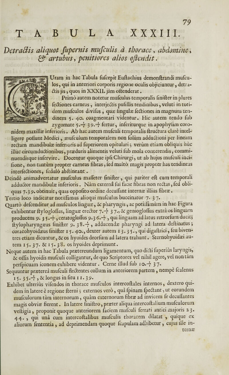 TABULA XXXIII. DetraBis aliquot fupernis mufculis a thorace, abdomine, £5' artubus, penitiores alios ojlendit. Uram in hac Tabula fufcepit Euftachius demonftrandi mufcu- los, qui in anteriori corporis regione oculis objiciuntur, detra- dis jis, quos in XXXII. jam oftenderat. Primo autem notetur mufculus temporalis finifter in plures fediones carneas , interjectis pufiilis tendinibus , veluti in toti¬ dem mufculos divifus , qua: lingula* fe&iones in magnum ten¬ dinem 5. 40. coagmentari videntur. Hic autem tendo fub zygomate 5.-7 39.T fertur, inferiturque in apophyiim coro¬ nidem maxillae inferioris. Ab hac autem mufculi temporalis ftrudura clare incel- ligere poliunt Medici, mufculum temporalem non folum addudioni per lineam redam mandibula inferioris ad fupenorem opitulari ; verum etiam obliquis huc illuc circumductionibus, praeduris alimentis veluti fub mola conterendis, commi- nuendisque infervire. Docentur quoque ipfi Chirurgi, ut ab hujus mufculi inci- fione, non tantum propter carneas fibras, led multo magis propter has tendineas interfectiones, fedulo abftineant. Deinde animadvertatur mufculus maffeter finifter, qui pariter eft cum temporali addudor mandibulae inferioris. Nam excernd fui facie fibras non redas, fed obli¬ quas 7.3 9. obtinuit, quas oppofito ordine deculfant internae illius fibrae. Tertio loco indicatur notillimus alioqui mufculus buccinator 7. 3 7. Quarto defcenditur ad mufculos linguae, Se pharyngis, ac potiffimum in hac Figura exhibentur ftylogloffus, linguae ereCtor 7.-7 3 7., Sc geniogloftus extra os linguam producens 9. 3 5 .—7 , ceratogloftus 9.3 6.-7 , qui linguam ad latus retrorfum ducit; ftylopharyngaeus finifter 9. 38.-7 , adducendae pharyngi ad latera deftinatus; coracohyoidaeus finifter 1 5. 40., dexter autem 13.3 5., qui digaftrici, {eu biven¬ tres etiam dicuntur, & os hyoides deorfum ad latera trahunt. Sternohyoidei au¬ tem 1 5. 37. & 1 5. 38. os hyoides deprimunt. Neque autem in hac Tabula praetereundum ligamentum, quo didi fuperius laryngis, & offis hyoidis mufculi colligantur, de quo Scriptores vel nihil agere, vel non tam perfpicuam iconem exhibere videntur. Cerne illud fub io.-; 3 7. Sequuntur praeterea mufculi fledentes collum in anteriorem partem , nempe fcalenus 15. 3 5 .-7 , & longus in fitu 11. 39- Exhibet ulterius vifendos in thorace mufculos intercoftales internos, dextero qui¬ dem in latere e regione fterni; externos vero, qua fpinam fpedant, ut eorundem mufculorum tam internorum, quam externorum fibras ad invicem fe decullantes magis obviae fierent. In latere finiftro, praeter aliqua intercoftalium mufculorum veftigia, proponit quoque anteriorem faciem mufculi {errati antici majoris 23* 44. , qui una cum intercoftalibus mufculis thoracem dilatat , quique ex aliorum fententia, ad deprimendam quoque fcapulam adhibetur, cujus ille in¬ ternae