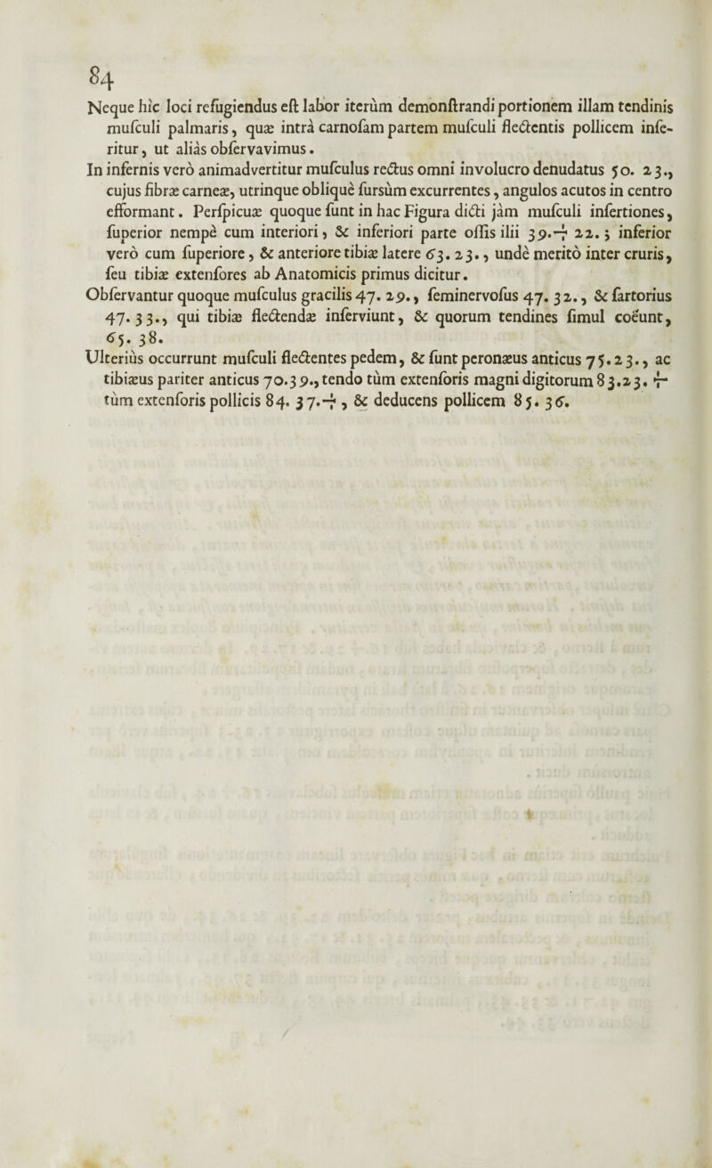 Neque hic loci refugiendus eft labor iterum demonflrandi portionem illam tendinis mufculi palmaris, quae intra carnofam partem mufculi fle&cntis pollicem infe- ritur, ut alias obfervavimus. In infernis vero animadvertitur mufculus re&us omni involucro denudatus 50. 23., cujus fibrae carneae, utrinque oblique fursum excurrentes, angulos acutos in centro efformant. Perfpicuae quoque funt in hac Figura didi jam mufculi infertiones, fuperior nempe cum interiori, inferiori parte offis ilii 39.-7 22.5 inferior vero cum fuperiore, & anteriore tibiae latere 63. 23., unde merito inter cruris, feu tibiae extenfores ab Anatomicis primus dicitur. Obfervantur quoque mufculus gracilis 47. 29., feminervofus 47. 3 2., & fertorius 47*3 3*5 fiui tibias fle&endae inferviunt, quorum tendines fimul coeunt, 65. 38. Ulterius occurrunt mufculi fledentes pedem, & funt peronaeus anticus 75.23., ac tibiaeus pariter anticus 70.3 9., tendo tum extenforis magni digitorum 83.23. 7- tum extenforis pollicis 84. 37.-7 ? & deducens pollicem 85. 35.