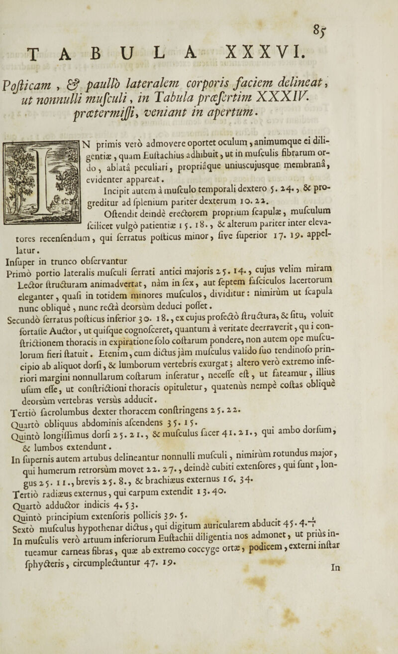 % TABULA XXXVI. Pojlicam , & paullo lateralem corporis faciem delineat, ut nonnulli mufculi, in Tabula prccfertim XXXIV. prcctermijji, veniant in apertum. N primis vero admovere oportet oculum , animumque ci dili¬ gentia; , quam Euliachius adhibuit, ut in mufculis fibrarum or¬ do , abiata peculiari, propriaque uniuscujusque membrana, evidenter appareat. Incipit autem a mufculo temporali dextero 5.24* > & pro¬ greditur ad iplenium pariter dexterum 10.21. Oftendit deinde ere&orem proprium fcapula:, mufculum fcilicet vulgo patientia: 15. 1 & • > alterum pariter inter eleva¬ tores recenfendum, qui ferratus polticus minor, five fuperior 17. 19. appe^“ latur. Infuper in trunco obfervantur Primo portio lateralis mufculi ferrati antici majoris 25. I4*> cujus velim miram Le&or llru&uram animadvertat, nam in fex, aut feptem fafciculos lacertorum eleganter, quafi in totidem minores mufculos, dividitur : nimirum ut fcapuia nunc oblique , nunc re&a deorsum deduci pollet. Secundo ferratus pofticus inferior 30. 18., ex cujus profero ftrudura, & fitu, voluit fortaiie Audor, ut quifque cognofceret, quantum a veritate deerraverit, qu 1 con- ftridlionem thoracis in expirationefolo collarum pondere, non autem ope muicu- lorum fieri ftatuit. Etenim, cum didus jam mufculus valido fuo tendinofo prin¬ cipio ab aliquot dorfi, & lumborum vertebris exurgat 5 altero vero extremo inte¬ riori margini nonnullarum collarum inferatur, necefle efl, ut fateamur ,1 ius ufum effe, ut conftridioni thoracis opituletur, quatenus nempe collas oblique deorsum vertebras versus adducit. Tertio facrolumbus dexter thoracem conftringens 2 5. 2,2. Quarto obliquus abdominis afeendens 3 5. 15« . . - Quinto longiflimus dorfi »5.21., 8cmufculusfacer41.il., qm ambodorfum, 6c lumbos extendunt. . , In fupernis autem artubus delineantur nonnulli mufculi, nimirum rotundus major, qui humerum retrorsum movet 22. 27., deinde cubiti extenfores, qui unt, on- gus 2 5. 11., brevis 2 5. 8., & brachiaeus externus 16. 3 4* Tertio radiaeus externus, qui carpum extendit 13.40* Quarto addu&or indicis 4.5 3* Quinto principium extenforis pollicis 39. 5* , Sexto mufculus hypothenar didus, qui digitum auricularem abducit 45* 4*V In mufculis vero artuum inferiorum Eullachii diligentia nos admonet, u priu 1 - tueamur carneas fibras, quae ab extremo coccyge ortae, podicem,externimfta fphy&eris, circumple&untur 47. 19. In