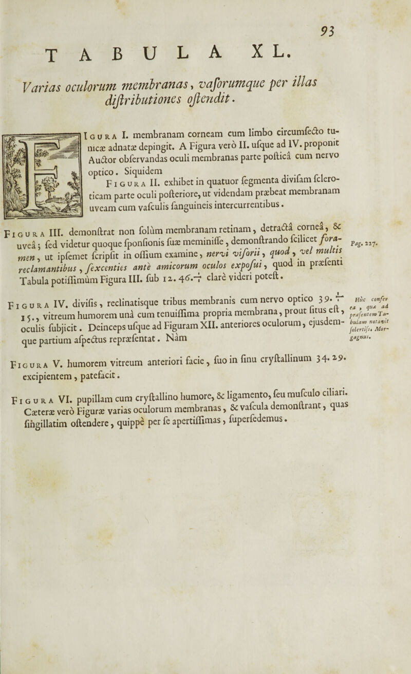 93 tabula xl. Varias oculorum membranas, vaforumque per illas dijlributiones ojlendit. I g u r a I. membranam corneam cum limbo circumfero tu¬ nicae adnatae depingit. A Figura vero II. ufque ad IV. proponit Auftor obfervandas oculi membranas parte pollica cum nervo optico. Siquidem Figura II. exhibet in quatuor fegmenta diviiam lclero- ticam parte oculi pofteriore, ut videndam prsbeat membranam uveam cum vafculis (anguineis intercurrentibus • Figura III. demonftrat non folum membranam retinam, detrada cornea, & uvea; fed videtur quoque fponfionis fux meminifle, demonftran o ci icet fora 227. mm, ut ipfemet fcripfit in offium examine, nervi viforii, quod , yd multis reclamantibus, fexcentits ante amicorum oculos expofui, quod in prxlenti Tabula potiffimum Figura III. fub 12.40.-7 clare videri poteft. folertifs, Mor¬ gagnus. Figura IV. divifis, reclinatisque tribus membranis cum nervo optico 39- i <. vitreum humorem una cum tenuiflima propria membrana, prout litus e , pritfeniemTti- oculis fubjicit. Deinceps ufque ad Figuram XII. anteriores oculorum, ejusdem- que partium afpe&us reprarfentat. Nam Figura V. humorem vitreum anteriori facie, fuoin finu cryftallinum 34* 2 excipientem, patefacit. F. G u R A VI. pupillam cum cryftallino humore, 8e ligamento, feu mufculo ciliari Cxtcrx vero Figurae varias oculorum membranas > & vafcula demonltrant, q fingillatim oftendere, quippe per fe apertiflimas, fuperfedemus.