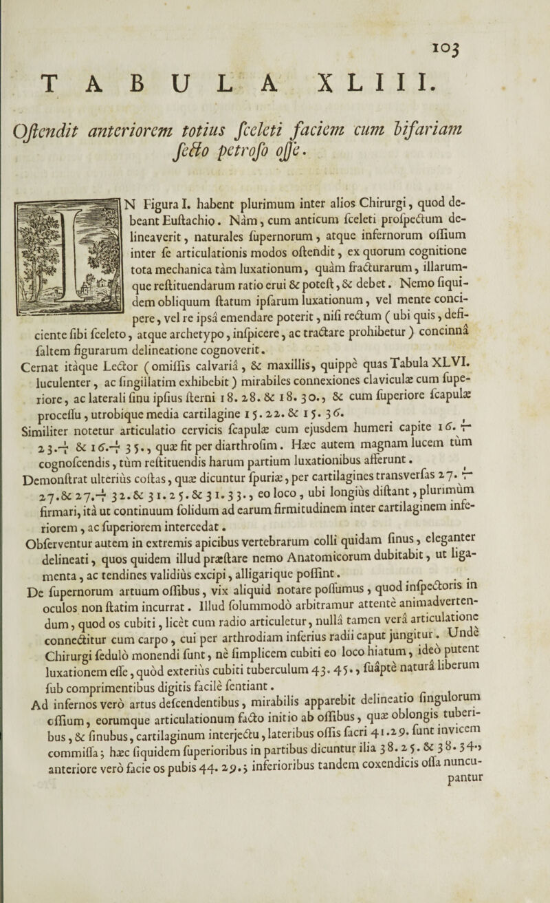 TABULA XLIII. OJlendit anteriorem totius fceleti faciem cum lifariam feffo petrofo ofje. N Figura I. habent plurimum inter alios Chirurgi, quod de¬ beant Euftachio. Nam, cum anticum fceleti profpe&um de¬ lineaverit , naturales fupernorum , atque infernorum oflium inter fe articulationis modos offendit, ex quorum cognitione tota mechanica tam luxationum, quam fracturarum, illarum- que reflituendarum ratio erui Sc poteft, & debet. Nemo fiqui- dem obliquum ftatum ipfarum luxationum, vel mente conci¬ pere , vel re ipsa emendare poterit, nifi re&um ( ubi quis, defi¬ ciente fibi fceleto, atque archetypo, infpicere, ac tra&are prohibetur) concinna faltem figurarum delineatione cognoverit. Cernat itaque LeCtor (omillis calvaria, & maxillis, quippe quas Tabula XLVI. luculenter, ac fingiilatim exhibebit) mirabiles connexiones claviculas cum lupe- riore, ac laterali finu ipfius iterni 18. 28. 6c 18. 30., 6c cum fuperiore fcapul^ proceflu, utrobique media cartilagine 15.22.8c 15. 3<>. Similiter notetur articulatio cervicis fcapulas cum ejusdem humeri capite 16. t* 23.-7 & 1tf.-f 35., qu£ fit per diarthrofim. Haec autem magnam lucem tum cognofcendis, tum reftituendis harum partium luxationibus afterunt • ( Demonftrat ulterius coftas, quae dicuntur fpuriae, per cartilaginestransverfas ^ 27.8c 27.-7 32.31.25.6c31.33., eo loco, ubi longius diftant, plurimum firmari, ita ut continuum folidum ad earum firmitudinem inter cartilaginem infe¬ riorem , ac fuperiorem intercedat • Obferventur autem in extremis apicibus vertebrarum colli quidam finus, eleganter delineati, quos quidem illud prasftare nemo Anatomicorum dubitabit, ut liga¬ menta , ac tendines validius excipi, alligarique poflint. De fupernorum artuum oflibus, vix aliquid notare poffumus, quod infpedtoris in oculos non ftatim incurrat. Illud folummodo arbitramur attente animadverten¬ dum , quod os cubiti, licet cum radio articuletur, nulli tamen veri articulatione conne&itur cum carpo, cui per arthrodiam inferius radii caput jungitur. Unde Chirurgi fedulo monendi funt, ne fimplicem cubiti eo loco hiatum, ideo putent luxationem effe, quod exterius cubiti tuberculum 43« 45* > naturallberum fub comprimentibus digitis facile fentiant. , . Ad infernos vero artus defcendentibus, mirabilis apparebit delineatio ingu orum cfllum, eorumque articulationum fa&o initio ab offibus, quae oblongis tuberi¬ bus , & finubus, cartilaginum interjeftu, lateribus offis facri 41.29. funt invicem commifla3 haec fiquidem fuperioribus in partibus dicuntur ilia 3 8.2 5. & 3 34-> anteriore vero facie os pubis 44* inferioribus tandem coxendicis olla nuncu r pantur