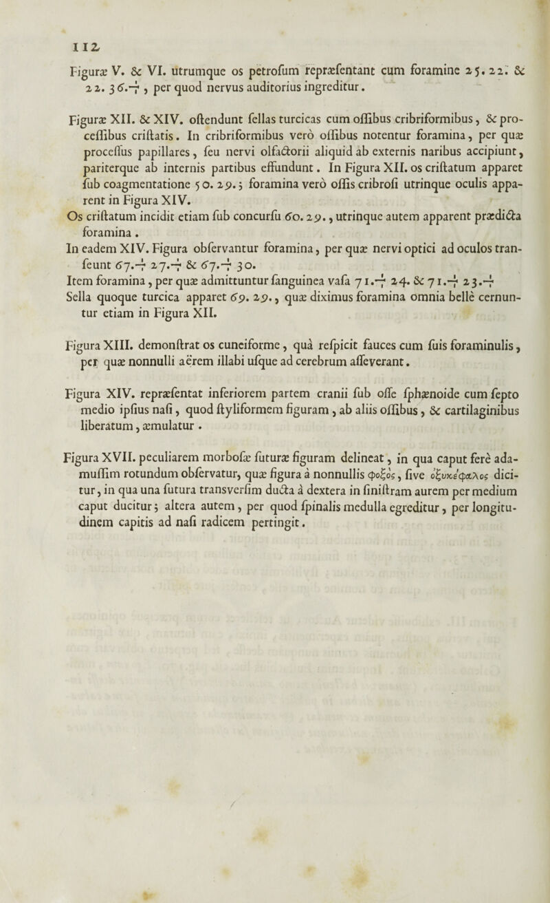 II z Figura? V. Sc VI. utrumque os petrofum repra?fentant cum foramine 25. 22. & 22. 36'.-7 , per quod nervus auditorius ingreditur. Figura XII. &XIV. oftendunt fellas turcicas cum oflibus cribriformibus, Se pro- ceflibus criftatis. In cribriformibus vero oflibus notentur foramina, per qu£ proceflus papillares, feu nervi olfa&orii aliquid ab externis naribus accipiunt, pariterque ab internis partibus effundunt. In Figura XII. os criftatum apparet fub coagmentatione 50. 25?., foramina vero offis cribrofi utrinque oculis appa¬ rent in Figura XIV. Os criftatum incidit etiam fub concurfu 60.25?., utrinque autem apparent praedi&a foramina. In eadem XIV. Figura obfervantur foramina, per qua? nervi optici ad oculos tran- feunt 67.-7 27.-7 Se 6*7.-7 30. Item foramina, per qua? admittuntur fanguinea vafa 71 .-7 24. Se 71 ,-j« 2 3.-f Sella quoque turcica apparet 69» 29,, qua? diximus foramina omnia belle cernun¬ tur etiam in Figura XII. Figura XIII. demonftrat os cuneiforme, qua refpicit fauces cum fuis foraminulis, per qua? nonnulli aerem illabi ufque ad cerebrum alleverant. Figura XIV. repra?fentat inferiorem partem cranii fub ofle fpha?noide cum fepto medio ipfius nafi, quod ftyliformem figuram , ab aliis offibus, Se cartilaginibus liberatum, a?mulatur . Figura XVII. peculiarem morbofa? futura figuram delineat, in qua caput fere ada- muffim rotundum obfervatur, qua? figura a nonnullis cpo%o$, five o^ukscdici¬ tur, in qua una futura transverfim du&a a dextera in finiftram aurem per medium caput ducitur; altera autem , per quod fpinalis medulla egreditur, per longitu¬ dinem capitis ad nafi radicem pertingit.