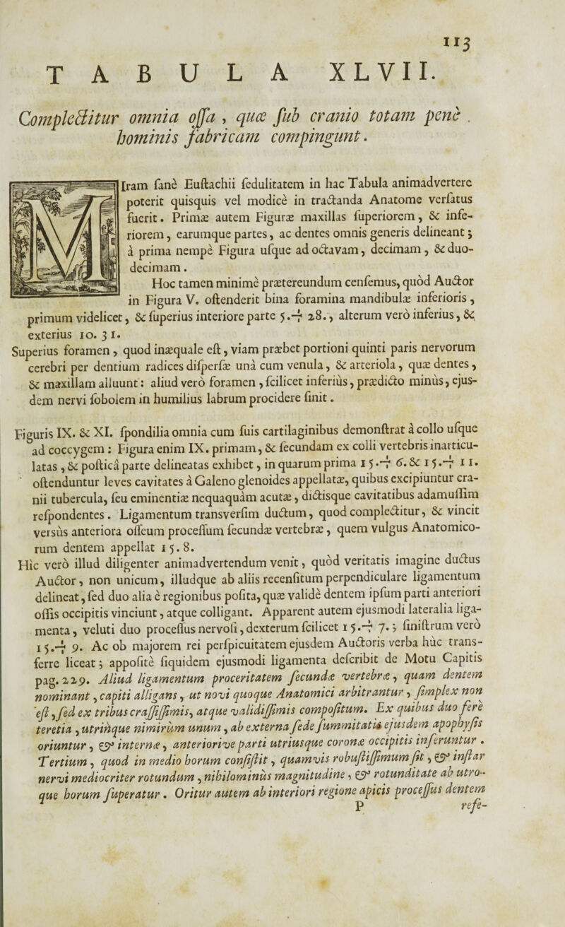 TABULA XLVII. Comploditur omnia offa , qua fui cranio totam peni9 . hominis fabricam compingunt. Iram fane Euftachii fedulitatem in hac Tabula animadvertere poterit quisquis vel modice in tra&anda Anatome verfatus fuerit. Primse autem Figurae maxillas fuperiorem, & infe¬ riorem , earumque partes, ac dentes omnis generis delineant j a prima nempe Figura ufque ad o&avam, decimam , &: duo¬ decimam . Hoc tamen minime praetereundum cenfemus, quod Audor in Figura V. oftenderit bina foramina mandibulae inferioris, primum videlicet, & fuperius interiore parte 5.-f 28. , alterum vero inferius, & exterius 10.31. Superius foramen, quod inaequale eft, viam praebet portioni quinti paris nervorum cerebri per dentium radices difperfae una cum venula, & arteriola, quae dentes , & maxillam alluunt: aliud vero foramen , fcilicet inferius, praedico minus, ejus¬ dem nervi loboiem in humilius labrum procidere finit. Figuris IX. & XI. fpondilia omnia cum fuis cartilaginibus demonftrat a collo ufque ad coccygem : Figura enim IX. primam , & fecundam ex colli vertebris inarticu¬ latas , Sc poftica parte delineatas exhibet, in quarum prima 15 •'V eT. &C 15 •—7' 11. oftenduntur leves cavitates a Galeno glenoides appellatae, quibus excipiuntur cra¬ nii tubercula, feu eminentia nequaquam acutae, di&isque cavitatibus adamullim refpondentes . Ligamentum transverfim du&um, quod comple&itur, & vincit versus anteriora olTeum proceflum fecundse vertebrae, quem vulgus Anatomico¬ rum dentem appellat 15.8. Hic vero illud diligenter animadvertendum venit, quod veritatis imagine du&us Au&or, non unicum, illudque ab aliis recenfitum perpendiculare ligamentum delineat, fed duo alia e regionibus polita, quae valide dentem ipfum parti anterior i offis occipitis vinciunt, atque colligant. Apparent autem ejusmodi lateralia liga¬ menta, veluti duo procefius nervofi, dexterum fcilicet 15r 7«> finiftruna vero Ac ob majorem rei perfpicuitatem ejusdem Au&oris verba huc trans- ferre liceat , appofite fiquidem ejusmodi ligamenta deferibit de Motu Capitis pag. 229. Aliud ligamentum proceritatem fecunda vertebra, quam dentem nominant, capiti alligans y ut novi quoque Anatomici arbitrantur, Jimplex non efl ,fed ex tribus crajjijjimis^ atque validijjimis compojitum, Ex quibus duo fers teretia , utrihque nimirum unum, ab externa fede fummitatit ejusdem apopbyfis oriuntur, 0° internee, anteriorive parti utriusque corona occipitis inferuntur . 'Tertium , quod in medio horum conjijiit, quamvis robuftiffimum Jit, inflat nervi mediocriter rotundum, nihilominus magnitudine, ZS3 rotunditate ab utro¬ que horum fuperatur. Oritur autem ab interiori regione apicis procejjus dentem