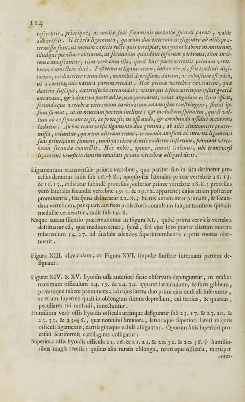 114 referentis, priorique, ac medice fedi foraminis medulLe J'pinali parati, valde adbecrefeit. Haec tria ligamenta, quorum duo extrema negligenter ab aliisprae- termijfja funt, ut motum capitis reffe quis percipiat, magnum habent momentum', illudque peculiare obtinent, ut fecundum quasdam ipforum portiones, cew connafcantur, illo, teV occipitis primam verte¬ bram connettere dixi. Poftremum ligamentum, inflar nervi,feu tendinis digi¬ torum, mediocriter rotundum, nonnihil deprejfum, durum, ^c robufium efi adeo, ut a cartilaginis natura parum recedat. Hoc primae vertebrae cavitatem , quae dentem fufcipit, extrinfecus circumdat oriturque afinu utrinque ipfius gratia excavato, ^a dextera parte ad Uvam procedens, velut angulum retium efficit, fecundaeque vertebrae extremum turbinatum adamujfm confringens, fimul ip- fum firmat, ut in neutram partem inclinet £9° medullam fpinalem, quafi val¬ lum ab eo feparans tegit, ac protegit, ne offi nudo, £9° errabundo afjidue occurrens Udatur. Ab hoc transverfo ligamento duo gemina, ab aliis Anatomicis praeter- mifja, oriuntur, quorum alterum tenue, ac membranofum ab interna ligamenti fede principium Jumens, undique circa dentis radicem infertum, primam verte¬ bram fecundae connetlit. Hoc nobis, opinor, innuit Galenus, ubi transverfi ligamenti beneficio dentem cavitati primae vertebrae alligari dicit. Ligamentum transverfale prioris vertebra?, quo pariter fuo in fitu detinetur pro- celfus dentatus cadit fub i6.~? 8., apophyfes laterales prima? vertebrae 16, 13. 16.13., indicatur fubinde proceffuspofterior prima? vertebra? 18.8.; procellus vero laterales fecunda? vertebra? 19.4. 6c 19.12. apparentcujus etiam pofferior prominentia, feu Ipina delineatur 2 2. 8. j hiatus autem inter primam, & fecun¬ dam vertebram, per quam artificio profe&oris confultum fuit, ut tranlitus fpinalis medulla? cerneretur, cadit fub 19. 8. Neque autem filentio praetereundum in Figura XI., quod prima cervicis vertebra deftituatur ea, qua? medium tenet, fpin£, fed ejus loco pra?ter aliarum morem tuberculum 14.27» ad facilius edendos fuperincumbentis capitis motus obti¬ nuerit . Figura XIII. claviculam , Figura XVI. fcapute finiftra? internam partem de- frgnant. Figura? XIV. &XV. hyoidis offa anteriori facie obfervata depinguntur, in quibus maximum olficulum 24. 19. & 24.34. apparet latiufculum, 6c foris gibbum, privatoque tubere prominens 5 ad cujus latera duo primi ejus mufculi inferuntur, ac etiam fuperius quali in oblongum linum depreffum, cui tertius, & quartus, peculiares fui mufculi, inne&untur. Humiliora vero ollis hyoidis officulautrinque deliguntur fub 23. 17. & 23. 20. & 23.33. & 23.«336., qua? nonnihil breviora, latioraque fuperiori lateri majoris officuli ligamento, cartilagineque valide alligantur. Quorum finis fuperiori pro- ceffui fcutiformis cartilaginis colligatur. Superiora offis hyoidis officula 21. 1 tf. &: 21. 21. & 20. 3 2. & 20. 3 6. 4 humilio¬ ribus magis teretia 5 quibus alia rursus oblonga, teretiaque officula, tantisper conti-