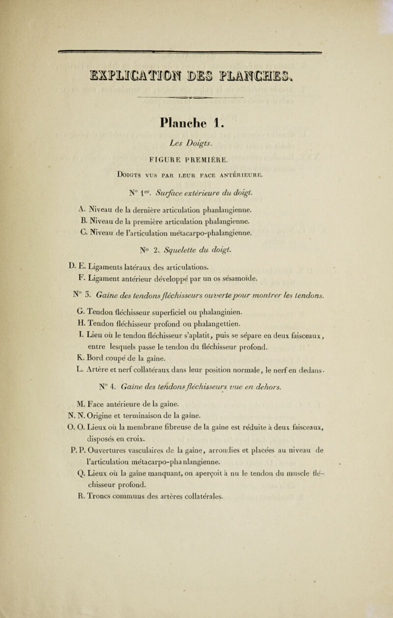 ISilPMCUmi® IDES IPMNCIFJES, Planche 1. Les Doigts. FIGURE PREMIÈRE. Doigts vus par i.eur face antérieure. N° 1er. Surface extérieure du doigt. A. Niveau de la dernière articulation phanlangienne. B. Niveau de la première articulation phalangienne. C. Niveau de l’articulation métacarpo-phalangienne. N° 2. Squelette du doigt. D. E. Ligaments latéraux des articulations. I1. Ligament antérieur développé par un os sésamoïde. N° 5. Gaine des tendons fléchisseurs ouverte pour montrer les tendons. G. Tendon fléchisseur superficiel ou phalanginien. H. Tendon fléchisseur profond ou phalangettien. I. Lieu où le tendon fléchisseur s’aplatit, puis se sépare en deux faisceaux, entre lesquels passe le tendon du fléchisseur profond. R. Bord coupé de la gaine. L. Artère et nerf collatéraux dans leur position normale, le nerf en dedans- N° 4. Gaine des tendons fléchisseurs mie en dehors. M. Face antérieure de la gaine. N. N. Origine et terminaison de la gaine. O. O. Lieux où la membrane fibreuse de la gaine est réduite à deux faisceaux, disposés en croix. P. P. Ouvertures vasculaires de la gaine, arrondies et placées au niveau de rarticulation métacarpo-pha nlangienne. Q. Lieux où la gaine manquant, on aperçoit à nu le tendon du muscle flé¬ chisseur profond. R. Troncs communs des artères collatérales.