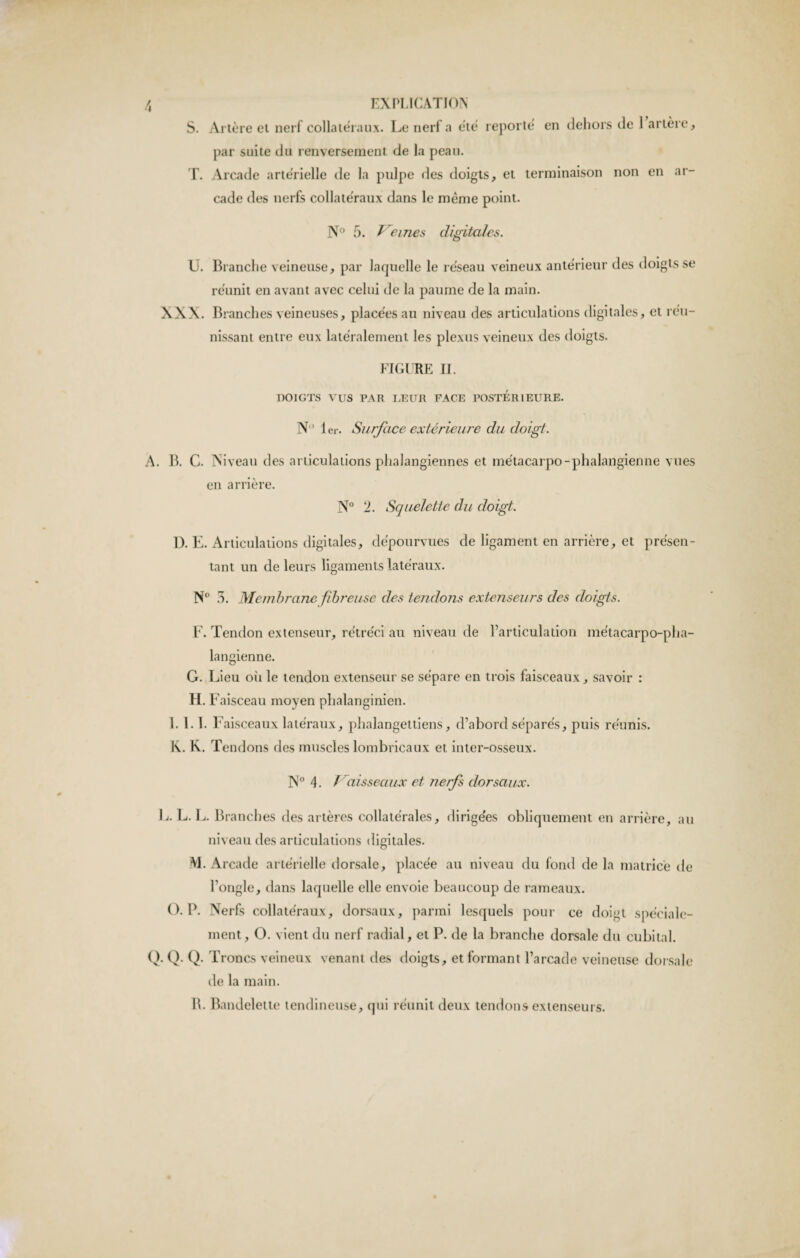 S. Artère et nerf collatéraux. Le nerf a été reporté en dehors de 1 artère, par suite du renversement de la peau. T. Arcade artérielle de la pulpe des doigts, et terminaison non en ar¬ cade des nerfs collatéraux dans le même point. N° 5. Veines digitales. U. Branche veineuse, par laquelle le réseau veineux antérieur des doigts se réunit en avant avec celui de la paume de la main. XXX. Branches veineuses, placées au niveau des articulations digitales, et réu¬ nissant entre eux latéralement les plexus veineux des doigts. FIGURE II. DOIGTS VUS PAR LEUR FACE POSTERIEURE. N 1er. Surface extérieure du doigt. A. B. C. Niveau des articulations phalangiennes et métacarpo-phalangienne vues en arrière. N° 2. Squelette du doigt. 1). E. Articulations digitales, dépourvues de ligament en arrière, et présen¬ tant un de leurs ligaments latéraux. N° 3. Membrane fibreuse des tendons extenseurs des doigts. F. Tendon extenseur, rétréci au niveau de l’articulation métacarpo-pha¬ langienne. G. Lieu oii le tendon extenseur se sépare en trois faisceaux, savoir : H. F aisceau moyen phalanginien. 1.1.1. Faisceaux latéraux, phalangettiens, d’abord séparés, puis réunis. K. K. Tendons des muscles lombricaux et inter-osseux. N° 4. Vaisseaux et nerfs dorsaux. L. L. L. Branches des artères collatérales, dirigées obliquement en arrière, au niveau des articulations digitales. M. Arcade artérielle dorsale, placée au niveau du fond de la matrice de l’ongle, dans laquelle elle envoie beaucoup de rameaux. O. P. Nerfs collatéraux, dorsaux, parmi lesquels pour ce doigt spéciale¬ ment, O. vient du nerf radial, et P. de la branche dorsale du cubital. Q. Q. Q. Troncs veineux venant des doigts, et formant l’arcade veineuse dorsale île la main. B. Bandelette tendineuse, qui réunit deux tendons extenseurs.