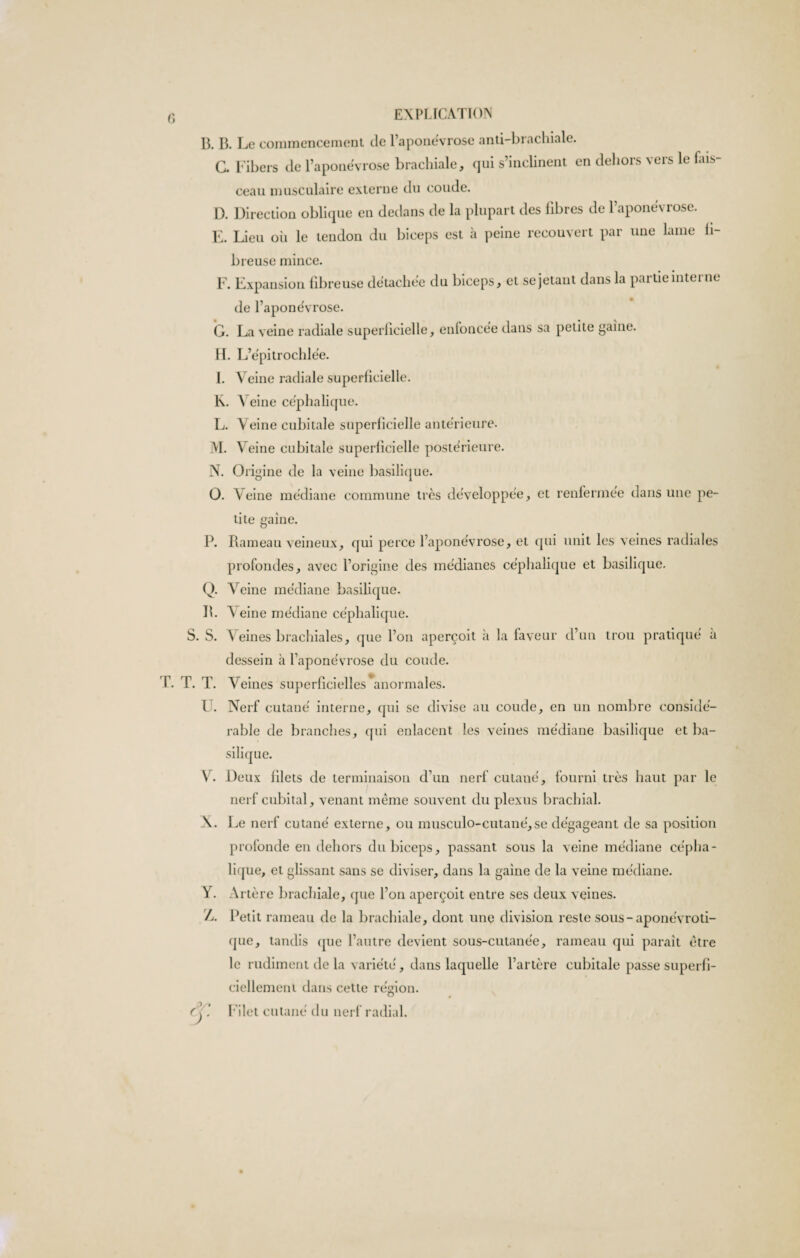 T. B. B. Le commencement de l’aponévrose anti-brachiale. G. Libers de l’aponévrose brachiale, qui s’inclinent en dehors vers le fais- nsrnlflirp externe du coude. D. Direction oblique en dedans de la plupart des fibres de l’aponévrose. E. Lieu où le tendon du biceps est à peine recouvert par une lame h breuse mince. F. Expansion fibreuse détachée du de l’aponévrose. G. La veine radiale superficielle, enfoncée dans sa petite game. II. L’épitrochlée. 1. Veine radiale superficielle. K. Veine céphalique. L. Veine cubitale superficielle antérieure. M. V eine cubitale superficielle postérieure. N. Origine de la veine basilique. O. Veine médiane commune très développée, et renfermee dans une pe¬ tite gaine. P. Rameau veineux, qui perce l’aponévrose, et qui unit les veines radiales profondes, avec l’origine des médianes céphalique et basilique. Q. Veine médiane basilique. II. A eine médiane céphalique. S. S. Veines brachiales, que l’on aperçoit à la faveur d’un trou pratiqué à dessein à l’aponévrose du coude. T. T. Veines superficielles anormales. I . Nerf cutané interne, qui se divise au coude, en un nombre considé¬ rable de branches, qui enlacent les veines médiane basilique et ba¬ silique. nerf cubital, venant même souvent du plexus brachial. X. L e nerf cutané externe, ou musculo-cutane',se dégageant de sa position profonde en dehors du biceps, passant sous la veine médiane cépha¬ lique, et glissant sans se diviser, dans la gaine de la veine médiane. Y. Artère brachiale, que l’on aperçoit entre ses deux veines. Z. Petit rameau de la brachiale, dont une division reste sous - aponévroti- que, tandis que l’autre devient sous-cutanée, rameau qui paraît être le rudiment de la variété, dans laquelle l’artère cubitale passe superfi¬ ciellement dans cette région. fj ] Filet cutané du nerf radial. biceps, et se jetant dans la partie interne