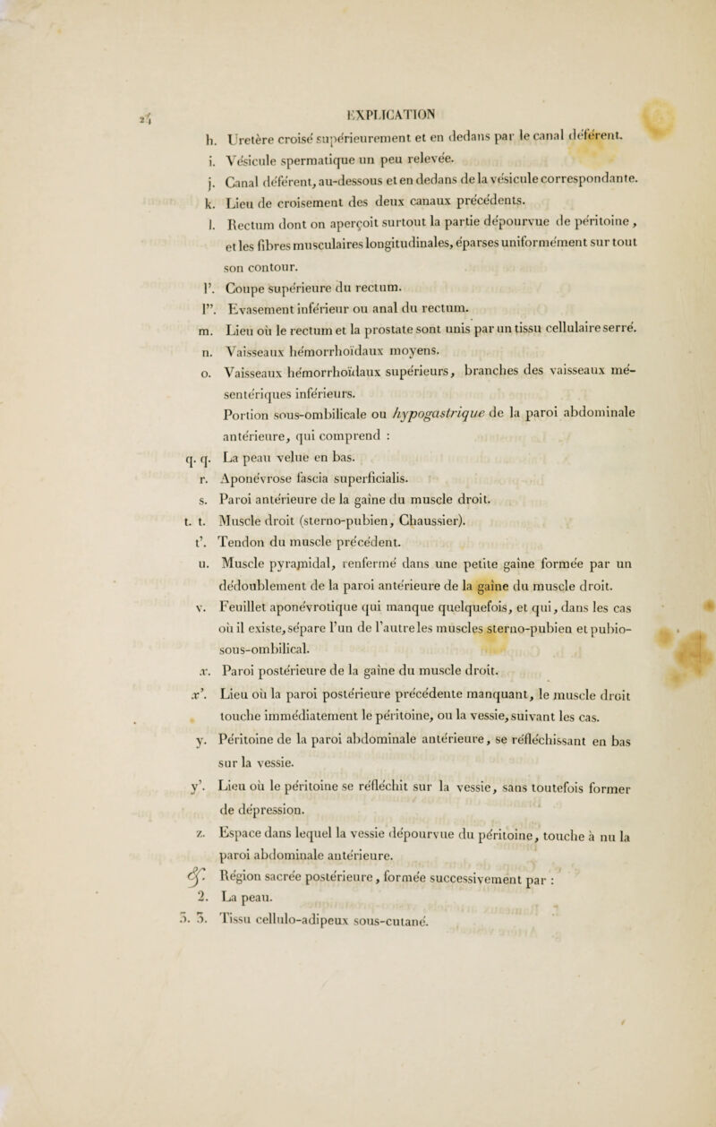 li. Uretère croise supérieurement et en dedans par le canal déférent. i. Vésicule spermatique un peu relevée. j. Canal déférent, au-dessous et en dedans de la vésicule correspondante. k. Lieu de croisement des deux canaux précédents. l. Rectum dont on aperçoit surtout la partie dépourvue de péritoine , et les fibres musculaires longitudinales, éparses uniformément sur tout son contour. 1’. Coupe supérieure du rectum. 1”. Evasement inférieur ou anal du rectum. m. Lieu où le rectum et la prostate sont unis par un tissu cellulaire serré. n. Vaisseaux hémorrhoïdaux moyens. o. Vaisseaux hémorrhoïdaux supérieurs, branches des vaisseaux mé¬ sentériques inférieurs. Portion sous-ombilicale ou hypogastrique de la paroi abdominale antérieure, qui comprend : q. q. La peau velue en bas. r. Aponévrose fascia superficialis. s. Paroi antérieure de la gaine du muscle droit, t. t. Muscle droit (sterno-pubien, Chaussier). t\ Tendon du muscle précédent. u. Muscle pyrajnidal, renfermé dans une petite gaine formée par un dédoublement de la paroi antérieure de la gaine du muscle droit. v. Feuillet aponévrotique qui manque quelquefois, et qui, dans les cas où il exist.e,sépare Lun de l’autre les muscles sterno-pubien etpubio- sous-ombilical. x. Paroi postérieure de la gaine du muscle droit. .r’. Lieu où la paroi postérieure précédente manquant, le muscle droit touche immédiatement le péritoine, ou la vessie, suivant les cas. y. Péritoine de la paroi abdominale antérieure, se réfléchissant en bas sur la vessie. y’. Lieu où le péritoine se réfléchit sur la vessie, sans toutefois former de dépression. z. Espace dans lequel la vessie dépourvue du péritoine, touche à nu la paroi abdominale antérieure. Région sacrée postérieure , formée successivement par : 2. La peau. ô. o. I issu cellulo-adipeux sous-cutané.