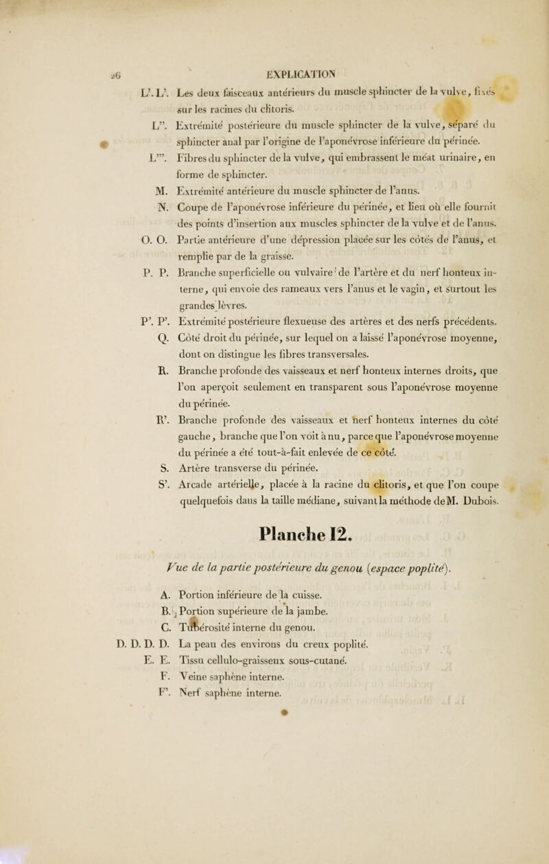 L\ L\ L”. L”\ M. N. O. O. P. P. P’. F. Q- R. R’. S. S’. Les deux faisceaux antérieurs du muscle sphincter de la vulve, fixés sur les racines du clitoris. Extrémité postérieure du muscle sphincter de la vulve, séparé du sphincter anal par l’origine de l’aponévrose inférieure du périnée. Fibres du sphincter de la vulve, qui embrassent le méat urinaire, en forme de sphincter. Extrémité antérieure du muscle sphincter de l’anus. Coupe de l’aponévrose inférieure du périnée, et lieu où elle fournit des points d’insertion aux muscles sphincter de la vulve et. de l’anus. Partie antérieure d’une dépression placée sur les cotés de l’anus, et remplie par de la graisse. Branche superficielle ou vulvaire ’de l’artère et du nerf honteux in¬ terne, qui envoie des rameaux vers l’anus et le vagin, et surtout les grandes lèvres. Extrémité postérieure flexueuse des artères et des nerfs précédents. Côté droit du périnée, sur lequel on a laissé l’aponévrose moyenne, dont on distingue les fibres transversales. Branche profonde des vaisseaux et nerf honteux internes droits, que l’on aperçoit seulement en transparent sous l’aponévrose moyenne du périnée. Branche profonde des vaisseaux et nerf honteux internes du côté gauche, branche que l’on voit à nu, parce que l’aponévrose moyenne du périnée a été tout-à-fait enlevée de ce côté. Artère transverse du périnée. Arcade artérielle, placée à la racine du clitoris, et que l’on coupe quelquefois dans la taille médiane, suivant la méthode deM. Dubois. Planche 12. Vue de la partie postérieure du genou (espace poplité). A. Portion inférieure de la cuisse. B. q Portion supérieure de la jambe. C. Tilbérosité interne du genou. D. D. D. D. La peau des environs du creux poplité. E. E. Tissu cellulo-graisseux sous-cutané. F. Veine saphène interne. F’. Nerf saphène interne.