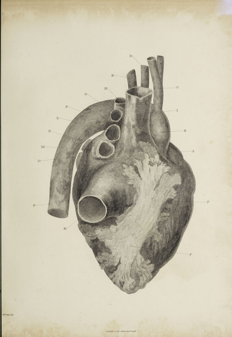 /. wrcytM. PnV»]i/ha by I>r Bamie.Decr 8.1798.
