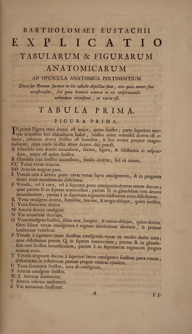 BARTHOLOMAEI EUSTACHII EXPLICATIO TABULARUM & FIGURARUM ANATOMICARUM AD OPUSCULA ANATOMICA PERTINENTIUM. Diverfae Renum formae in his tabulis depiclae funt, non quia omnes fmt monflruofae, fed quia hominis natura in eis conformandis admodum mconjlans , ac varia eft, / TABULA PRIMA. FIGURA PRIMA. N prima Figura renis dexter eft major, quam finifter; parte fuperiore uter-* que aequalem fere altitudinem habet ,- finifter enim nonnihil dextro eft e- latior, inferiore dexter finiftro eft humilior, & hoc evenit propter magni¬ tudinem: cujus caufa finifter altior dextro dici poteft. & A Glandula reni dextro incumbens, forma, figura, & fubftantia ei refpon* dens, major eft quam finiftra. B Glandula reni finiftro incumbens, fimilis dextrae,- fed ea minor. CC Venae cavae truncus. DD Arteriae magnae pars. E Venula orta a dextra parte cavae venae fupra emulgentem, & in ninguem dextri renis membranam diftributa. * ® F Venula, vel a cava, vel a luprema parte emulgentis dextrae ortum ducens - quae paitim G in leptum transverluni; partim H in glandulam reni dextro incumbentem,- partim I in fupernamregionemfubftantiaerenisdiftribuitur K Vena emulgens dextra, humilior, brevior, & magis obliqua, quam finiftra. L Vena leminaria dextra. ^ M Arteria dextra emulgens. N Vas urinarium dextrum. O Vena emulgens finiftra, altius orta, longior, & minus obliqua, quamdextra. Oriri folent venae emulgentes e regione duodecimae thoracis & primae lumborum vertebrae. y * P Venula i fuperiori latere finiftrae emulgentis venae in medio du&u nata - quae diftribuitur partim Q_ in feptum transverfum , partim R in alandu- lam leni finiftro incumbentem,- partim S in luperiorem regionem 'pintruU tunicae renis. & * o T Venula originem ducens a fuperiori latere emulgentis finiftrae juxta renem - uilleminata m mferioiem partem pinguis tunicae ejusdem U Vena feminaria finiftra,- orta ab emulgente. V Arteria emulgens finiftra. W, X Arteriae leminariae. Y Arteria inferior me/enterii.