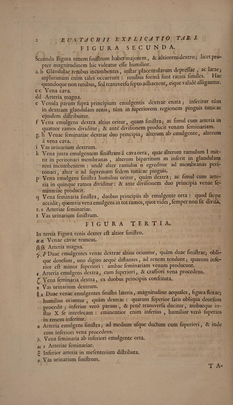 FIGURA SECUNDA. _ r' . ' ' l 1 ; 1,1 Secunda Figura renem finiftrum habet majorem , 8c altioremdextto ; licet pro¬ pter magnitudinem hic videatur elfe humilior, a. b Glandulae renibus incumbentes, inftar placentularum deprenae , ac latae,* utplurimum enim tales occurrunt : renibus forma lunt rarius fimiles. Hae quandoque non renibus, led transverfo fepto adhaerent, eique valide alligantur, cc Vena cava. dd Arteria magna. r • v e Venula parum lupra principium emulgentis dextrae enata ,♦ inleiitur tum in dextram glandulam renis; tum in luperiorem regionem pinguis tunicae ejusdem diftribuitur. f Vena emulgens dextra altius oritur, quam finiftra; ac fimul cum arteria m quatuor ramos dividitur,- & ante divifionem producit venam leminaiiam. g. h Venae feminariae dextrae duo principia; alterum ab emulgente, alteium a vena cava. i Vas urinarium dextrum. k Vena juxta emulgentem finiftrama cava orta, quae alterum ramulum 1 mit¬ tit in peritonaei membranas , alterum bipartitum m inierit in glandulam reni incumbentem : unde alter ramulus n egreditur ad membranas peri¬ tonaei, alter o ad fupremam fedem tunicae pinguis, p Vena emulgens finiftra humilius oritur, quam dextra,- ac fimul cum arte¬ ria in quinque ramos dividitur : & ante divifionem duo principia venae le- minariae producit. q Vena leminaria finiftra, duobus principiis ab emulgente orta : quod laepe accidit ; quamvis vena emulgens in tot ramos, quot vides, lemper non fit divifa. r. s Arteriae feminari ae. t Vas urinarium finiftrum. 1 c FIGURA TERTIA. In tertia Figura renis dexter eft altior finiftro. a & Venae cavae truncus. Arteria magna. y,$ Duae emulgentes venae dextrae altius oriuntur, quam duae finiftrae; obli¬ que deorlum, uno digito aeque diftantes, ad renem tendunt 5 quarum infe¬ rior eft minor fuperiori : ambae feminariam venam producunt, s Arteria emulgens dextra, cum fuperiori, & craffiori vena procedens. r Vena feminalia dextra, ex duobus principiis conftituta. n Vas urinarium dextrum. 0. * Duae venae emulgentes finiftri lateris, magnitudine aequales, figura flexae; humilius oriuntur , quam dextrae : quarum fuperior fatis obliqua deorfum procedit ; inferior vero parum , & pen£ transverfa ducitur, ambaeque in¬ ftar X fe interlecant : eminentior enim inferius , humilior vero fuperius in renem inleritur. x Arteria emulgens finiftra; ad medium ufque du&um cum luperiori, & inde cum inferiori vena procedens. Vena feminaria ab inferiori emulgente orta. u v Arteriae leminariae. g Inferior arteria in mefenterium diftributa. 0 Vas urinarium finiftrum. T A-