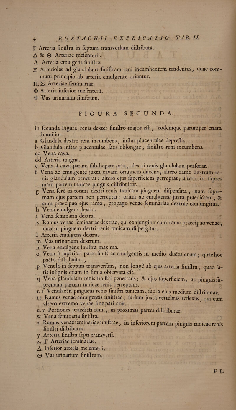 (-< <3 < IU 4- Arteria finiftra in feptum transverlum diftributa. & 0 Arteriae mefenterii. Arteria emulgens finiftra. Arteriolae ad glandulam finiftram reni incumbenterti tendentes,- quae com¬ muni principio ab arteria emulgente oriuntur. II. 2 Arteriae feminariae. O Arteria inferior mefenterii. 'i' Vas urinarium finiftrum. N. / ./• . «I f* FIGURA SECUNDA. . V i i ?} \ € \ fmKA In fecunda Figura renis dexter finiftro major eft •> eodemque parumper etiam humilior. a Glandula dextro reni incumbens, inftar placentulae deprefta. b Glandula inftar placentulae fatis oblongae, finiftro reni incumbens, cc Vena cava, dd Arteria magna. e Vena a cava parum fiib hepate orta, dextri renis glandulam perforat, f Vena ab emulgente juxta cavam originem ducens; altero ramo dextram re¬ nis glandulam penetrat: altero ejus fuperficiem perreptat,- altero in lupre- mam partem tunicae pinguis diftribuitur. g Vena fere in totam dextri renis tunicam pinguem difpenfata , nam lupre- mam ejus partem non perreptat: oritur ab emulgente juxta praedidtam, 3c cum praecipuo ejus ramo, propago venae feminariae dextrae conjungitur, h Vena emulgens dextra, i Vena feminaria dextra. k Ramus venae feminariae dextrae ; qui conjungitur cum ramo praecipuo venae, quae in pinguem dextri renis tunicam difpergitur. 1 Arteria emulgens dextra, m Vas urinarium dextrum, n Vena emulgens finiftra maxima. o Vena a fuperiori parte finiftrae emulgentis in medio dudhi enata; quae hoc pa&o diftribuitur , p Venula in feptum transverlum,- non longe ab ejus arteria finiftra, quae la¬ tis infignis etiam in fimia obfervata eft. q Vena glandulam renis liniftri penetrans; & ejus luperficiem, ac pinguis lu- premam partem tunicae renis perreptans, r. s Venulae in pinguem renis liniftri tunicam, fupra ejus medium diftributae. tt Ramus venae emulgentis finiftrae, furliim juxta vertebras reflexus; qui cum altero extremo venae fine pari coit, u. v Portiones praedi&i rami, in proximas partes diftributae. w Vena feminaria finiftra. x Ramus venae feminariae finiftrae, in inferiorem partem pinguis tunicae renis liniftri diftributus. y Arteria finiftra fepti transverfi. z. T Arteriae feminariae. A Inferior arteria mefenterii.