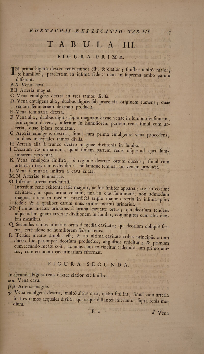 i TABULA III. FIGURA PRIMA. / IN prima Figura dexter renis minor eft, & elatior ; finifter multo major, & humilior ; praefertim in infima lede : nam in fuprema ambo parum differunt. A A Vena cava. r • T ' ' ‘ “ BB Arteria magna. o C Vena emulgens dextra in tres ramos divifa. D Vena emulgens alia, duobus digitis fub praediata originem furnens ; quae venam feminariam dextram producit. E Vena feminaria dextra. F Vena alia, duobus digitis fupra magnam cavae venae in lumbo divifionem, principium ducens , inferitur in humiliorem partem renis fimul cum ar¬ teria, quae ipfam comitatur. G Aiteiia emulgens dextra, fimul cum prima emulgente vena procedens; in duos inaequales ramos divifa. H Arteria alia a trunco dextro magnae divifionis in lumbo. I Dextrum vas urinarium , quod fimam partem renis ufque ad ejus fum- mitatem perreptat. K Vena emulgens finiftra, e regione dextrae ortum ducens; fimul cum arteria in tres ramos dividiturnullamque feminariam venam producit. L Vena feminaria finiftra a cava enata. M. N Arteriae feminariae. O Inferior arteria mefenterii. * Interdum rene exiftente fatis magno, ut hic finifter apparet; tres in eo funt cavitates, in quas urina colatur; una in ejus lummitate, non admodum magna; altera in medio, praedida triplo major: tertia in infima ipfius lede : & a qualibet earum unus oritur meatus urinarius. PP Primus meatus urinarius a prima cavitate ortus; qui deorfum tendens ufque ad magnam arteriae divifionem in lumbo, conjungitur cum aliis duo¬ bus meatibus. Q. Secundus lamus uiinaiius ortus a media cavitate; qui deorfum oblique fer¬ tur , fere ufque ad humiliorem fedem renis.  R Tertius meatus amplus eft; & ab ultima cavitate tribus principiis ortum ducit: hic parumper deorfum produdus, anguftior redditur ; & primum cum fecundo meatu coit, ac unus cum eo efficitur : deinde cum primo uni¬ tus, cum eo unum vas urinarium efformat. 1 i > < ' /. ■ 1 ^: / f* ♦ ■ FIGURA SECUNDA. In fecunda Figura renis dexter elatior eft finiitro. a a. Vena cava. w Arteria magna. y Vena emulgens dextra, multo altius orta , quam finiftra; fimul cum arteria in tres ramos aequales divifa: qui aeque diftantes inferuntur fupra renis me¬ dium. 1 ■ B z * Vena