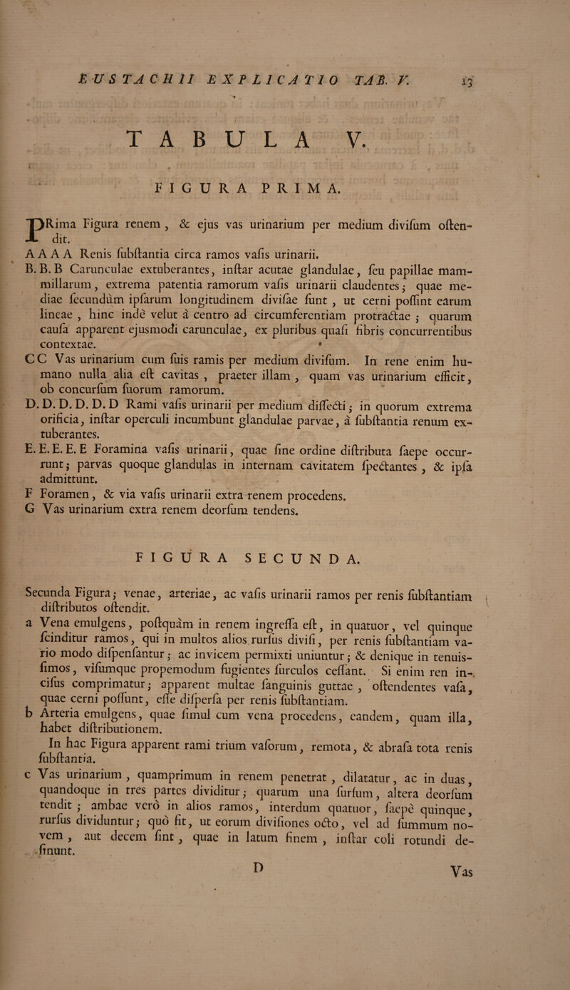 I ■ ■ - t - f , FIGURA PRIMA. PRiraa Figura renem , Sc ejus vas urinarium per medium divifum often- dit. A A A A Renis fubftantia circa ramos vafls urinarii. B. B.B Carunculae extuberantes, inftar acutae glandulae, feu papillae mam¬ millarum, extrema patentia ramorum vafis urinarii claudentes; quae me¬ diae lecundum ipfarum longitudinem divifae lunt , ut cerni poffint earum lineae , hinc inde velut a centro ad circumferentiam protra&ae ,* quarum caufa apparent ejusmodi carunculae, ex pluribus quafi libris concurrentibus contextae. * CC Vas urinarium cum fuis ramis per medium divifum. In rene enim hu¬ mano nulla alia eft cavitas , praeter illam, quam vas urinarium efficit, ob concurlum luorum ramorum. D. D. D. D. D. D Rami vafis urinarii per medium dilfedii • in quorum extrema orificia, inftar operculi incumbunt glandulae parvae, a fubftantia renum ex¬ tuberantes. E. E.E. E. E Foramina vafis urinarii, quae fine ordine diftributa faepe occur¬ runt j parvas quoque glandulas in internam cavitatem Ipe&antes , & ipfa admittunt. ■. . F Foramen, & via vafis urinarii extra renem procedens. G Vas urinarium extra renem deorfum tendens. FIGURA SECUNDA. • •. .\ . • | Secunda Figura; venae, arteriae, ac vafis urinarii ramos per renis fubftantiam diftributos offendit. a Vena emulgens, poftquam in renem ingreftaeft, inquatuor, vel quinque Icinditur ramos, qui in multos alios rurlus divifi, per renis fubftantiam va¬ rio modo difpenfantur ; ac invicem permixti uniuntur; & denique in tenuis- fimos, vilumque propemodum fugientes furculos ceflant. Si enim ren in-, cifus comprimatur; apparent multae fanguinis guttae, offendentes vafa, quae cerni poffunt, efte difperfa per renis fubftantiam. b Arteria emulgens, quae fimul cum vena procedens, eandem, quam illa habet diftributionem. * In hac Figura apparent rami trium vaforum, remota, & abrafa tota renis fubftantia. c Vas urinarium, quamprimum in renem penetrat, dilatatur, ac in duas, quandoque in tres partes dividitur,- quarum una furfum, altera deorfum tendit; ambae vero in alios ramos, interdum quatuor, faepe quinque, rurlus dividuntur; qud fit, ut eorum divifiones odo, vel ad lummum no¬ vem , aut decem fint, quae in latum finem , inftar coli rotundi de- . linunt. D Vas