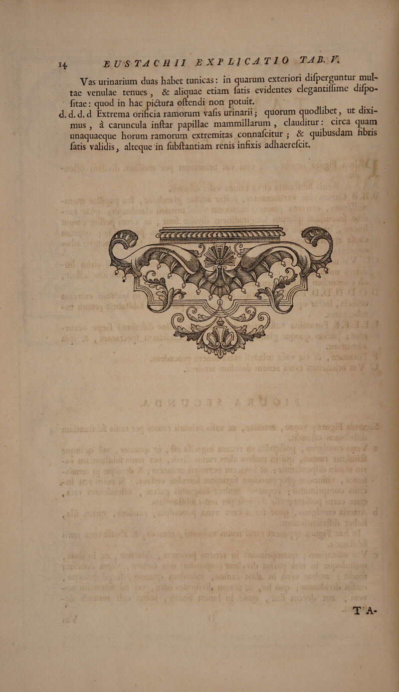 Vas urinarium cluas habet tunicas: in quarum exteriori difperguntui mul¬ tae venulae tenues , & aliquae etiam fatis evidentes clegantiffime diipo- fitae: quod in hac pi&ufa oftendi non potuit, d. d. d. d Extrema orificia ramorum vafis urinarii •> quorum quodlibet , ut dixi¬ mus , a caruncula inftar papillae mammillarum , clauditur: circa quam unaquaeque horum ramorum extremitas connafcitur $ & quibusdam fibris latis validis, alteque in fubftantiam renis infixis adhaerefcit.