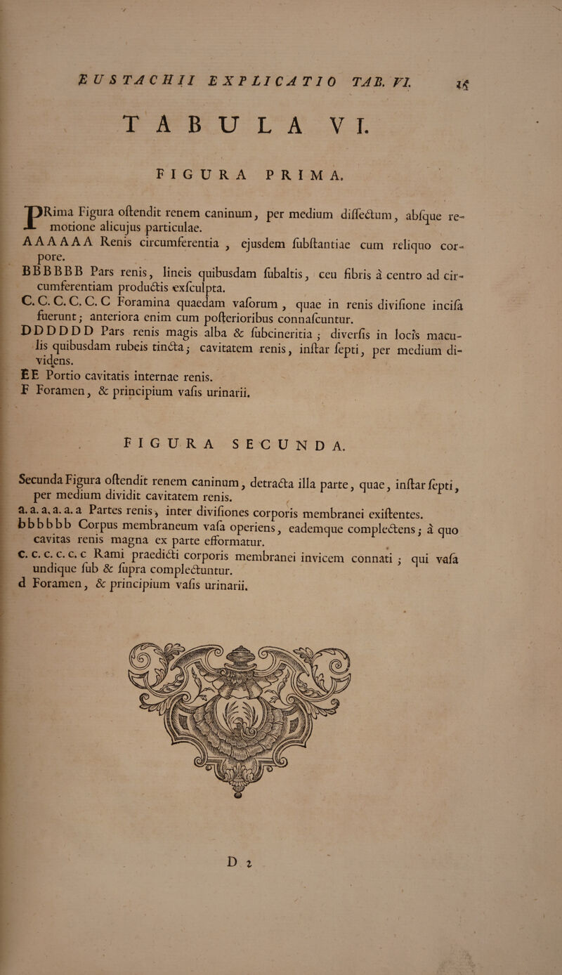 V $ USTA CHII EXPLICATIO TAB.Fl TABULA VI. FIGURA PRIMA. PRima Figura oftendit renem caninum, per medium dilfeCtum, abfque re¬ motione alicujus particulae. AAAAAA Renis circumferentia , ejusdem fubftantiae cum reliquo cor¬ pore. BBBBBB Pars renis, lineis quibusdam fubaltis, ceu fibris a centro ad cir¬ cumferentiam produ&is cxfculpta. C. C. C. C. C. C Foramina quaedam vaforum , quae in renis divifione incila fuerunt; anteriora enim cum pofterioribus connalcuntur. D D D D D D Pars renis magis alba & fubcineritia ; diverfis in locis macu¬ lis quibusdam lubeis tinCta; cavitatem renis, inftar fepti, per medium di¬ videns. r E E Portio cavitatis internae renis. F Foramen, & principium vafis urinarii. figura secunda. Secunda Figura oftendit renem caninum, detraCta illa parte, quae, inftar fepti per medium dividit cavitatem renis. r ’ a. a. a, a. a. a Partes renis ^ inter divifiones corporis membranei exiftentes. bbbbbb Coipus membraneum vala operiens, eademque complectens; a quo cavitas renis magna ex parte efformatur. C. c. c. c. c. c Rami praedicti corporis membranei invicem connati ; qui vafa undique fub & fupra compleChmtur. d Foramen, & principium vafis urinarii. D % ) i