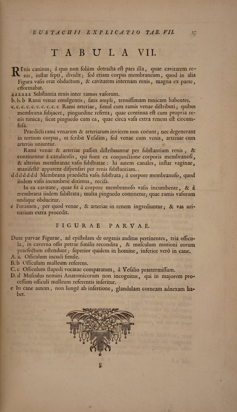 EU STA CHII EXPLICATIO TAB.P1L TABULA VII. REnis caninus,- a quo non folum detrada eft pars illa, quae cavitatem re-' nis, inftar fepti, dividitled etiam corpus membraneum, quod in alia Figura vafis erat obdudum, & cavitatem internam renis, magna ex parte, efformabat. aaaaaa Subftantia renis inter ramos vaforum. b. b. b Rami venae emulgentis j fatis ampli, tenuiffimam tunicam habentes, c. c. c. c. c. c. c. c. c. c Rami arteriae, fimul cum ramis venae diftributiquibus membrana fubjacet, pinguedine referta ; quae continua eft cum propria re¬ nis tunica; ficut pinguedo cum ea, quae circa vafa extra renem eft circum- fufa. Praedidirami venarum & arteriarum invicem non coeunt; nec degenerant in tertium corpus, ut fer ibit Vefalius; fed venae cum venis, arteriae cum arteriis uniuntur. Rami venae & arteriae paffim diftribuuntur per fubftantiam renis , 8c continentur a canaliculis, qui fiunt ex conjundione corporis membranoli, & alterius membranae vafis lubftratae : hi autem canales, inftar vaginae, manifefte apparent difpenfari per renis fubftantiam.. ddddddd Membrana praedida vafis fubftrata,- a corpore membranofo, quod iisdem vafis incumbere diximus, recifa. In ea cavitate, quae fit a corpore membranofo vafis incumbente, & a membrana iisdem fubftrata,- multa pinguedo continetur; quae ramis vaforum undique obducitur. c Foramen, per quod venae, & arteriae in renem ingrediuntur; & vas uri* narium extra procedit. FIGURAE PARVAE. Duae parvae Figurae, ad epiftolam de organis auditus pertinentes, tria officu- la, in caverna offis petrae fimilis recondita , & mufculum motioni eorum praefedum offendunt; iuperior quidem in homine, inferior vero in cane. A. a. Officulum incudi fimile. B. b Officulum malleum referens. C. c Officulum ftapedi vocatae comparatum, a Vefalio praetermiffum. D.d Mufculus nemini Anatomicorum non incognitus, qui in majorem pro- ceffum officuli malleum referentis inferitur. e In cane autem , non longe ab infertione, glandulam corneam adnexam ha¬ bet. £ j