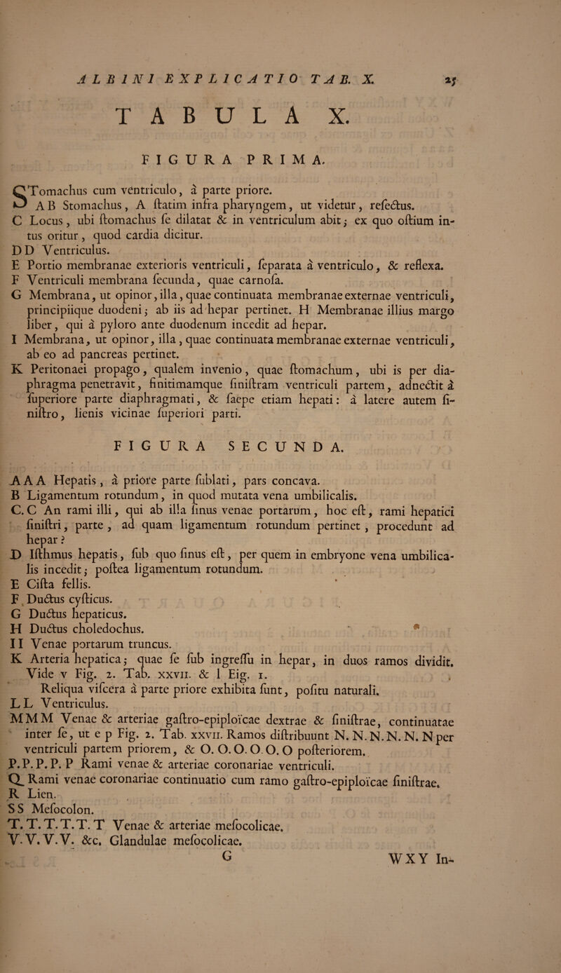 TABULA X. FIGURA PRIMA. STomachus cum ventriculo, a parte priore. A B Stomachus, A ftatim infra pharyngem, ut videtur, refedus. C Locus, ubi ftomachus fe dilatat & in ventriculum abit; ex quo oftium in¬ tus oritur , quod cardia dicitur. DD Ventriculus. E Portio membranae exterioris ventriculi, feparata a ventriculo, Sc reflexa. F Ventriculi membrana fecunda, quae carnofa. G Membrana, ut opinor, illa, quae continuata membranae externae ventriculi, principiique duodeni; ab iis ad hepar pertinet. H Membranae illius margo liber, qui a pyloro ante duodenum incedit ad hepar. I Membrana, ut opinor, illa , quae continuata membranae externae ventriculi, ab eo ad pancreas pertinet. K Peritonaei propago, qualem invenio, quae ftomachum, ubi is per dia¬ phragma penetravit, finitimamque finiftram ventriculi partem, adnedit i luperiore parte diaphragmati, & facpe etiam hepati: a latere autem li- niftro, lienis vicinae fuperiori parti. s. . FIGURA SECUNDA. ^ r v f I A A A Hepatis, a priore parte fublati, pars concava. B Ligamentum rotundum, in quod mutata vena umbilicalis. C.C An rami illi, qui ab illa finus venae portarum, hoc eft, rami hepatici finiftri, parte , ad quam ligamentum rotundum pertinet , procedunt ad hepar ? D Ifthmus hepatis, lub quo finus eft, per quem in embryone vena umbilica¬ lis incedit; poftea ligamentum rotundum. E Cifta fellis. F Dudus cyfticus. G Dudus hepaticus. H Dudus choledochus. II Venae portarum truncus. K Arteria hepatica; quae fe fub ingreflu in hepar, in duos ramos dividit. Vide v Fig. 2. Tab. xxvii. & 1 Eig. 1. Reliqua vifcera a parte priore exhibita ftmt, pofitu naturali. LL Ventriculus. MMM Venae & arteriae gaftro-epiploicae dextrae & finiftrae, continuatae inter fe, ut e p Fig. z. Tab. xxvii. Ramos diftribuunt N. N.N.N.N. Nper ventriculi partem priorem, Sc O. O. O. O. O. O pofteriorem. P.P. P. P. P Rami venae Sc arteriae coronariae ventriculi. Q. Rami venae coronariae continuatio cum ramo gaftro-epiploicae finiftrae. R Lien. / < SS Mefocolon. T. T. T.T.T. T Venae Sc arteriae mefocolicae. V. V. V.V. Sc c. Glandulae mefocolicae. G WXY In*