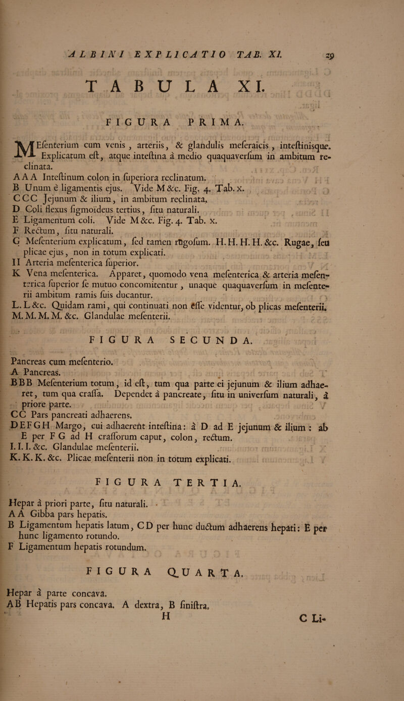 -9 TABULA XI. 4 —r f> V \ 7 I I . p J / • ’> S *> . FIGURA PRIMA. MEfenterium cum venis , arteriis, & glandulis meferaicis , inteftinisqur. Explicatum eft, atque inteftina a medio quaquaverfum in ambitum re¬ clinata. AA A Inteftinum colon in fiiperiora reclinatum. B Unum e ligamentis ejus. Vide M&c. Fig. 4. Tab. X. CCC Jejunum Sc ilium, in ambitum reclinata» D Coli flexus figmoideus tertius, fitu naturali. E Ligamentum coli. Vide M&c. Fig. 4. Tab. x. F Re£tum, fitu naturali. G Meficnterium explicatum, fed tamen rtlgofum. H.H. H. H. &c. Rugae, fett plicae ejus, non in totum explicati. II Arteria mefenterica fuperior. K Vena mefenterica. Apparet, quomodo vena mefenterica & arteria mefen¬ terica fuperior fe mutuo concomitentur , unaque quaquaverfum in mefente- rii ambitum ramis fuis ducantur. L. L&c. Quidam rami, qui continuati non dfe videntur, ob plicas mefenterii. M. M. M. M. &c. Glandulae mefenterii. FIGURA SECUNDA. Pancreas cum mefenterio. A Pancreas. BBB Mefenterium totum, id eft, tum qua parte ei jejunum Sc ilium adhae¬ ret, tum qua craffa. Dependet a pancreate, fitu in univerfiim naturali, i priore parte. CC Pars pancreati adhaerens. DEFGH Margo, cui adhaerent inteftina: a D ad E jejunum & ilium : ab E per F G ad H craflorum caput, colon, re&um. 1.1.1. &c. Glandulae mefenterii. K. K. K. &c. Plicae mefenterii non in totum explicati. HP* FIGURA TERTIA. Hepar d priori parte, fitu naturali. • A A Gibba pars hepatis. B Ligamentum hepatis latum, CD per hunc du6tum adhaerens hepati: E per hunc ligamento rotundo. F Ligamentum hepatis rotundum. i 4» j* FIGURA Q. U A R T A, Hepar a parte concava. AB Hepatis pars concava. A dextra, B fmiftra, h c Li-
