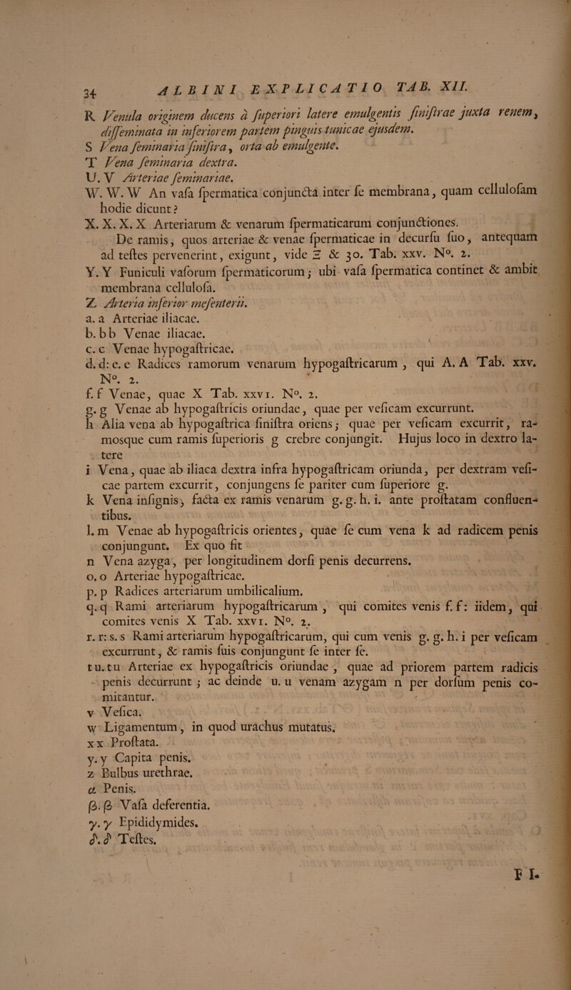 R Venula originem ducens a fuperiori latere emulgentis fimftrae juxta renem} dijfeminata m inferiorem partem pinguis tunicae ejusdem. S Vena feminana fmiftra, orta ab emulgente. T Vena femmana dextra. U. V Arteriae feminanae. W. W. W An vafa fpermatica conjundla inter fe membrana, quam cellulofam hodie dicunt ? X. X. X. X Arteriarum & venarum ipermaticarum conjun&iones. De ramis, quos arteriae & venae fpermaticae in decurfu fuo, antequam ad teftes pervenerint, exigunt, vide 3 & 30. Tab. xxv. N°. 2. Y. Y Funiculi vaforum fpermaticorum ubi vafa fpermatica continet & ambit membrana cellulofa. Z Arteria mfenor mejentem. a. a Arteriae iliacae. b. bb Venae iliacae. c. c Venae hypogaftricae. d. d:e. e Radices ramorum venarum hypogaftricarum , qui A. A Tab. xxv. N°. 2. £ f Venae, quae X Tab. xxvi. N°. 2. g. g Venae ab hypogaftricis oriundae, quae per veficam excurrunt. Ii Alia vena ab hypogaftrica finiftra oriens ,* quae per veficam excurrit, ra¬ mosque cum ramis fuperioris g crebre conjungit. Hujus loco in dextro la¬ tere i Vena, quae ab iliaca dextra infra hypogaftricam oriunda, per dextram vefi- eae partem excurrit, conjungens fe pariter cum fuperiore g. k Venainfignis, fadta ex ramis venarum g. g. h. i. ante proflatam confluen¬ tibus. 1.m Venae ab hypogaftricis orientes, quae fecum vena k ad radicem penis conjungunt. Ex quo fit n Vena azyga, per longitudinem dorfi penis decurrens. o. o Arteriae hypogaftricae. p. p Radices arteriarum umbilicalium. q. q Rami arteriarum hypogaftricarum, qui comites venis £ f: iidem, qui comites venis X Tab. xxvi. N°. i, r. r: s. s Rami arteriarum hypogaftricarum, qui cum venis g. g. h. i per veficam excurrunt, & ramis luis conjungunt fe inter fe. tu.tu Arteriae ex hypogaftricis oriundae, quae ad priorem partem radicis penis decurrunt ,- ac deinde u. u venam azygam n per dorfum penis co¬ mitantur, v Vefica. w Ligamentum, in quod urachus mutatus, x x Proflata, y. y Capita penis, z Bulbus urethrae. a Penis. (3. (S Vafa deferentia. y. y Epididymides. o\ f Teftes. : ' ' - ^ J