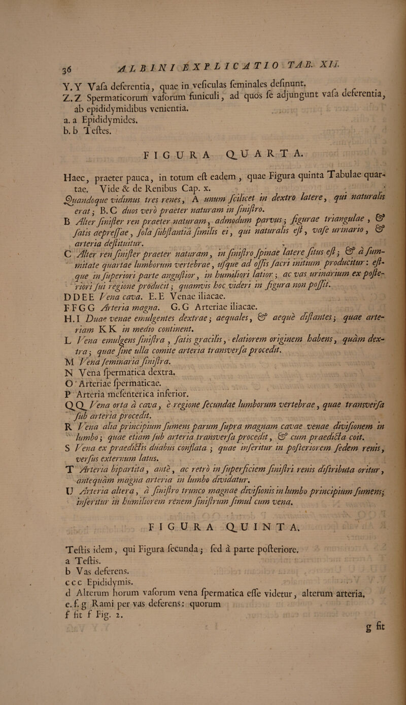 Y. Y Vafa deferentia, quae in veficulas feminal.es definunt. Z. Z Spermaticorum valorum funiculi, ad quos fe adjungunt vafa ue erentia, ab epididymidibus venientia. a. a Epididymidcs. b. b Teftes. i V. f A FIGURA dUARTA. Haec, praeter pauca, in totum eft eadem , quae Figura quinta Tabulae quar¬ tae. Vide & de Renibus Cap. x. . . ^itando que vidimus ires renes, A unum fcilicet in dextro latere, qui naturalis erat; B. C duos vero praeter naturam in finifiro. B Alter finift er ren praeter naturam, admodum parvus $ figurae triangulae , fatis ctepreffae, Jola fubftanfid fimilis ei, qui natur alis eft, vafe urinario, arteria deftitmtur. C Alter ren JiniJier praeter naturam, /a/ finifiro Jpinae latere, fitus eft'} afum- mitate quartae lumborum vertebrae, ufque ad offis facn initium producitur. fuperion parte anguflior, humiliori latior; urmdnum ex pojle- riori Jui regione producit; quamvis hoc videri in figura non poffit. D D E E Amz taw. E. E Venae iliacae. F F G G Arteria magna. G. G Arteriae iliacae. H.I Duae venae emulgentes dextraey aequales, aeque diftantes • nam KK //2 medio continent. L emulgens finiftra , fatis gracilis, • elatiorem originem habens, quam dex¬ tra ; ulla comite arteria transverfa procedit. M Jeminana finiftra. N Vena fpermatica dextra. O' Arteriae fpermaticae. P Arteria mefenterica inferior. d cava, e regione fecundae lumborum vertebrae, transverfa fub arteria procedit. R 'JAena principium fumens parum fupra magnam cavae venae divifionem in lumbo; quae etiam Jub arteria transverfa procedit, fe3 cz/w praediBa coit. S <?# praediBis duabus conflata ; m feritur in poftenorem fedem renis, verfus externum latus. T Arteria bipartita, //? fuperficiem finiftri renis diftributa oritur, antequam magna arteria m lumbo dividatur. U Arteria altera, ^ finifiro trunco magnae divifioms m lumbo principium fumens$ inferitur in humiliorem renem finiftrum fimul cum vena. r», *. . * ,*T . * ; ,. „\ x * - •: figura d u I N T A. Teftis idem , qui Figura fecunda $ fed a parte pofteriore. a Teftis. b Vas deferens, ccc Epididymis. d Alterum horum vaforum vena fpermatica efte videtur, alterum arteria, e. f. g Rami per vas deferens: quorum f fit f Fig. 2.