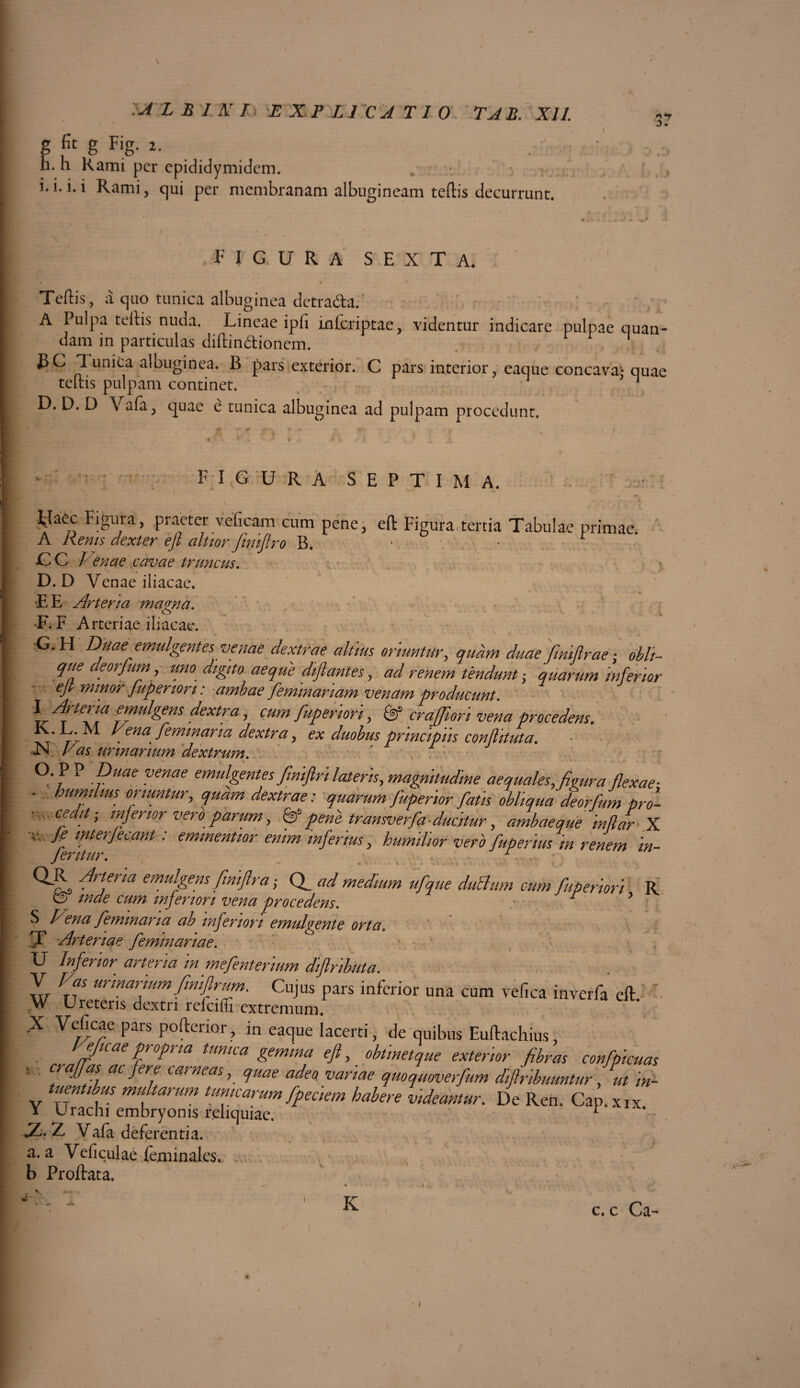 g fit g Fig. 2. h. h Rami per epididymidcm. i. i. i. i Rami, qui per membranam albugineam teftis decurrunt. FIGURA SEXTA. Teftis, a quo tunica albuginea detra&af A Pulpa teftis nuda. Lineae ipfi inlcriptae, videntur indicare pulpae quan- dam in particulas diftin&ionem. JBC Tunica albuginea. B pars exterior. C pars interior, eaque concava,- quae teltis pulpam continet. 1 D. D. D Vafa, quae e tunica albuginea ad pulpam procedunt. figura septima. yaec Figura, praeter veficam cum pene, eft Figura tertia Tabulae primae. A Renis dexter eft altior fimftro B. ‘ • jC C Venae cavae truncus. D. D Venae iliacae. E E Arteria magna. F. F Arteriae iliacae. •G. H Duae emulgentes venae dextrae altius oriuntur, quam duae fimftrae; obit- que deorfunij uno digito aeque diftantes, ad renem tendunt; quarum inferior eft minor fuperion: ambae femmanam venam producunt. I Arteria emulgens dextra, cum fuperiori, craffiori vena procedens. K. L.M Vena femmaria dextra ^ ex duobus principiis conflit ut a. iN Vas urinarium dextrum. O. PP Duae venae emulgentes finiftri lateris, magnitudine aequales, figura flexae- ■ humilius oriuntur, quam dextrae: quarum fupenor fatis obliqua deorfum pro- ■ cedit-, mfenor vero parum, & pene transverfa ducitur, ambae que in/lar X V, Je interjecant: eminentior enim inferius, humilior vero fuperius in renem in- Jentur. • . £ 4rtena emuhpns finiftra ,* CL ad medium ufque duBum cum fuperiori R mde cum inferiori vena procedens. • • S Vena feminaria ab inferiori emulgente orta. Arteriae feminariae. ° U Inferior arteria in mefenterium diftributa. . \ Vas urmartum ftniftrum. Cujus pars inferior una cum vefica inverfa eft. W Ureteris dextri refeifii extremum. X Veficae pars pofterior, in eaque iacerti, de quibus Euftachius, eficae propria tunica gemma eft, obtmetque exterior fibras confpicuas s crajfas ac fere carneas, quae adeo variae quoquoverfum diftribuuntur, ut m- tuentibus multarum tunicarum fpeciem habere videantur. De Ren. Cap. xix JZ. Z Vafa deferentia, a. a Veficulae feminales. b Proftata. - * » \ Jl s% «, J r * 1 K , c. c Ca-