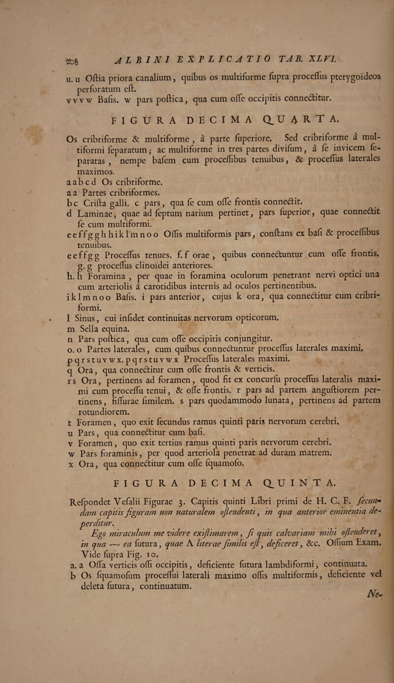 *t)S A L B I N 1 EXPLICATIO TAB. XLVI. u. u Oftia priora canalium, quibus os multiforme fupra proceffus pterygoideos perforatum eft. wvw Bafis. w pars poftica, qua cum offe occipitis conneditur. FIGURA DECIMA Q. U A R T A. Os cribriforme & multiforme , a parte fuperiore. Sed cribriforme a mul¬ tiformi feparatum; ac multiforme in tres partes divifum, a fe invicem fe- paratas , nempe bafem cum proceffibus tenuibus, & proceffus laterales maximos. aabcd Os cribriforme. a a Partes cribriformes. b c Crifta galli, c pars, qua fe cum offe frontis connedit. d Laminae, quae ad feptum narium pertinet, pars fuperior, quae connedit fe cum multiformi. eeffgghhiklmnoo Offis multiformis pars, conflans ex bafi & proceffibus tenuibus. eeffgg Proceffus tenues, f. f orae, quibus conneduntur cum offe frontis* g. g proceffus clinoidei anteriores. h. h Foramina , per quae in foramina oculorum penetrant nervi optici una cum arteriolis a carotidibus internis ad oculos pertinentibus, iklmnoo Bafis. i pars anterior, cujus k ora, qua conneditur cum cribri- formi. 1 Sinus, cui infidet continuitas nervorum opticorum, m Sella equina. n Pars poftica, qua cum offe occipitis conjungitur. o. o Partes laterales, cum quibus conneduntur proceffus laterales maximi* pqrstuvwx. pqrstuvwx Proceffus laterales maximi, q Ora, qua conneditur cum offe frontis & verticis. rs Ora, pertinens ad foramen, quod fit ex concurfu proceffus lateralis maxi¬ mi cum proceffu tenui, & offe frontis, r pars ad partem anguftiorem per¬ tinens, fiffurae fimilem. s pars quodammodo lunata, pertinens ad partem rotundiorem. t Foramen, quo exit fecundus ramus quinti paris nervorum cerebri, u Pars, qua conneditur cum bafi. v Foramen, quo exit tertius ramus quinti paris nervorum cerebri, w Pars foraminis, per quod arteriola penetrat ad duram matrem, x Ora, qua conneditur cum offe fquamofo. FIGURA DECIMA QUINTA. Refpondet Vefalii Figurae 3. Capitis quinti Libri primi de H. C. F. fecun* dam capitis figuram non naturalem ojlendenti, m qua anterior eminentia de-* perditur. Ego miraculum me videre exijlimarem, Ji quis calvariam mihi ofienderet, in qua — ea futura, quae A literaefimilis efly deficeret, &c. Offium Exam. Vide fupra Fig. 10. a. a Offa verticis offi occipitis, deficiente futura lambdiformi, continuata, b Os fquamofum proceffui laterali maximo offis multiformis, deficiente vel deleta futura, continuatum. Ne*
